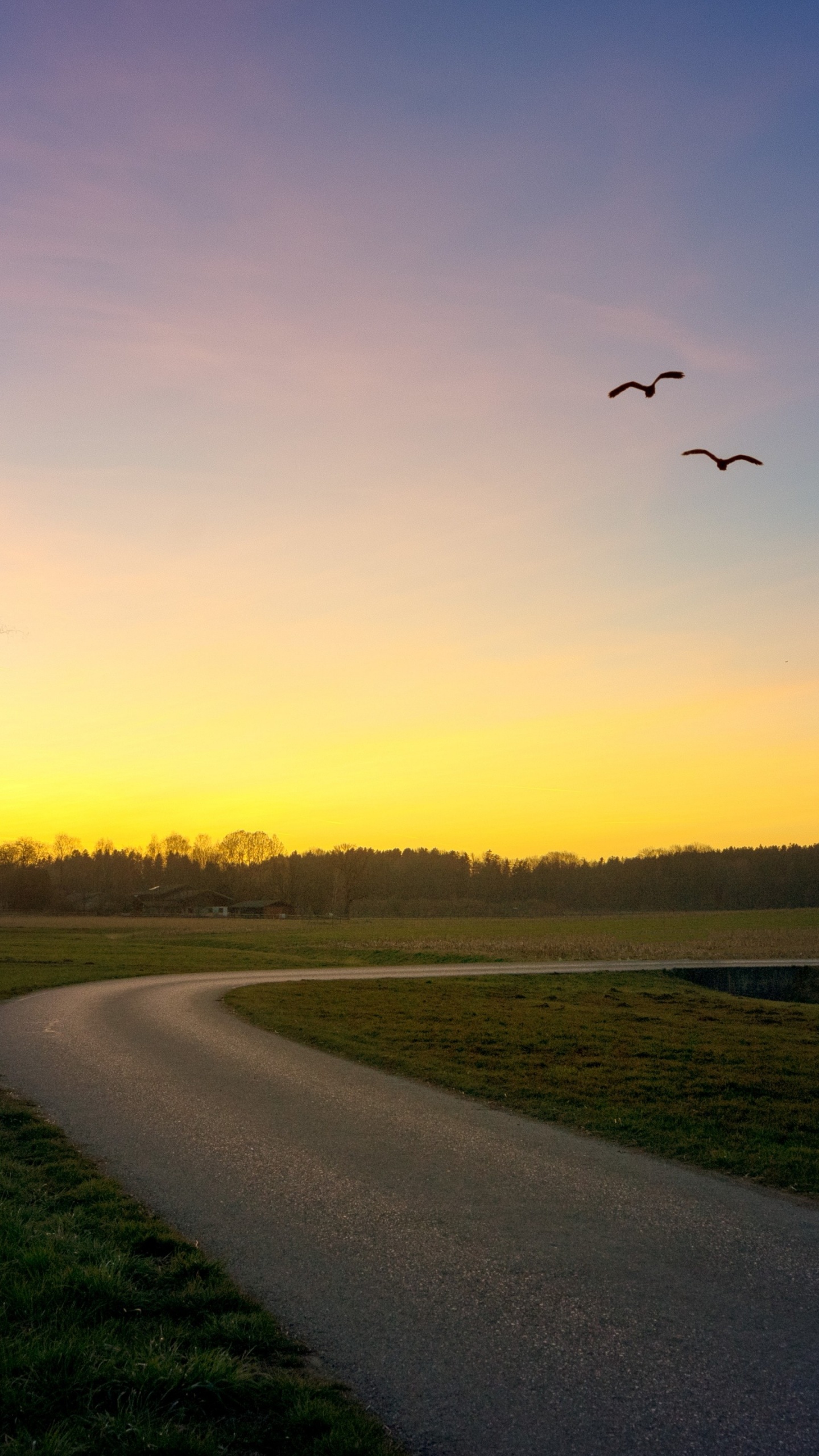 Oiseau, L'écorégion, Paysage Naturel, Afterglow. Wallpaper in 1440x2560 Resolution