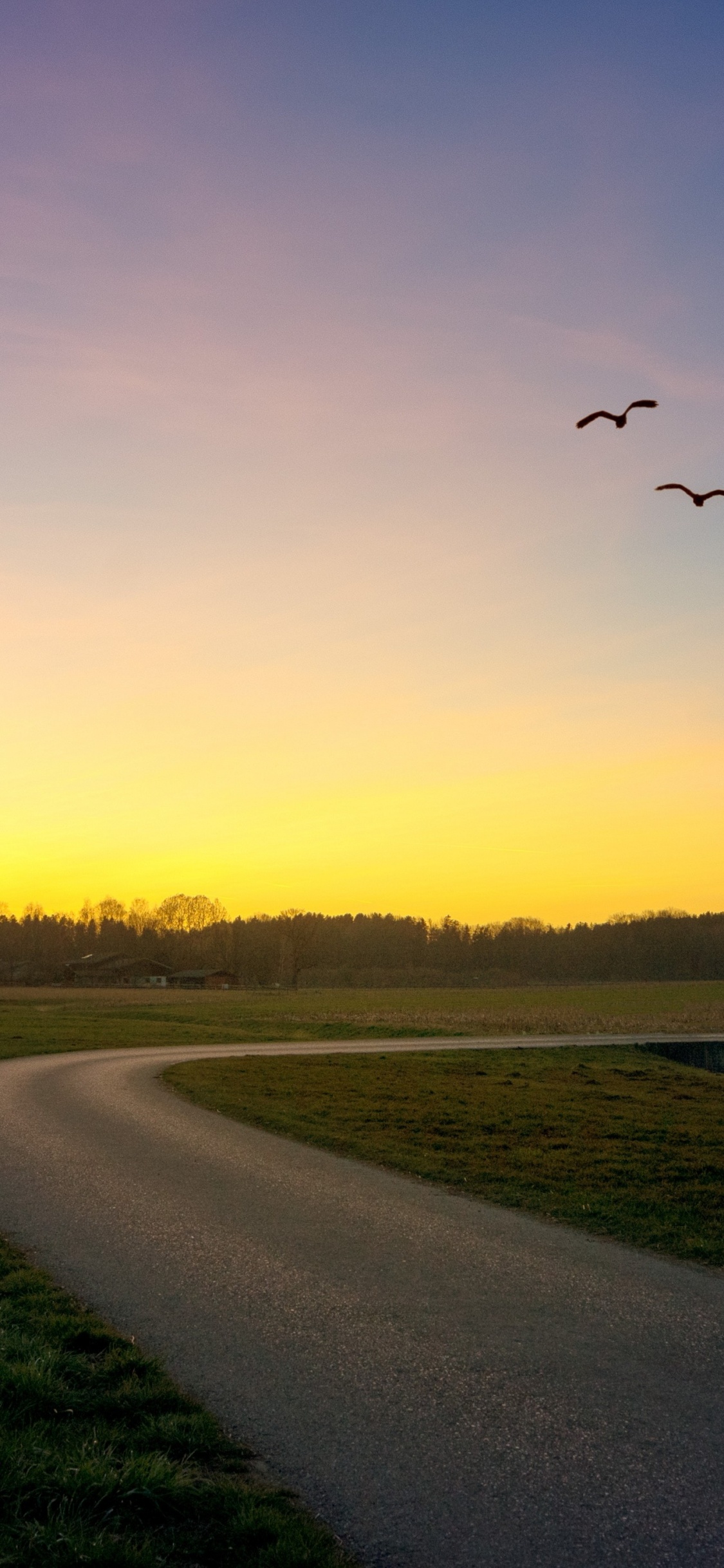 Vogel, Ökoregion, Cloud, Baum, Naturlandschaft. Wallpaper in 1125x2436 Resolution