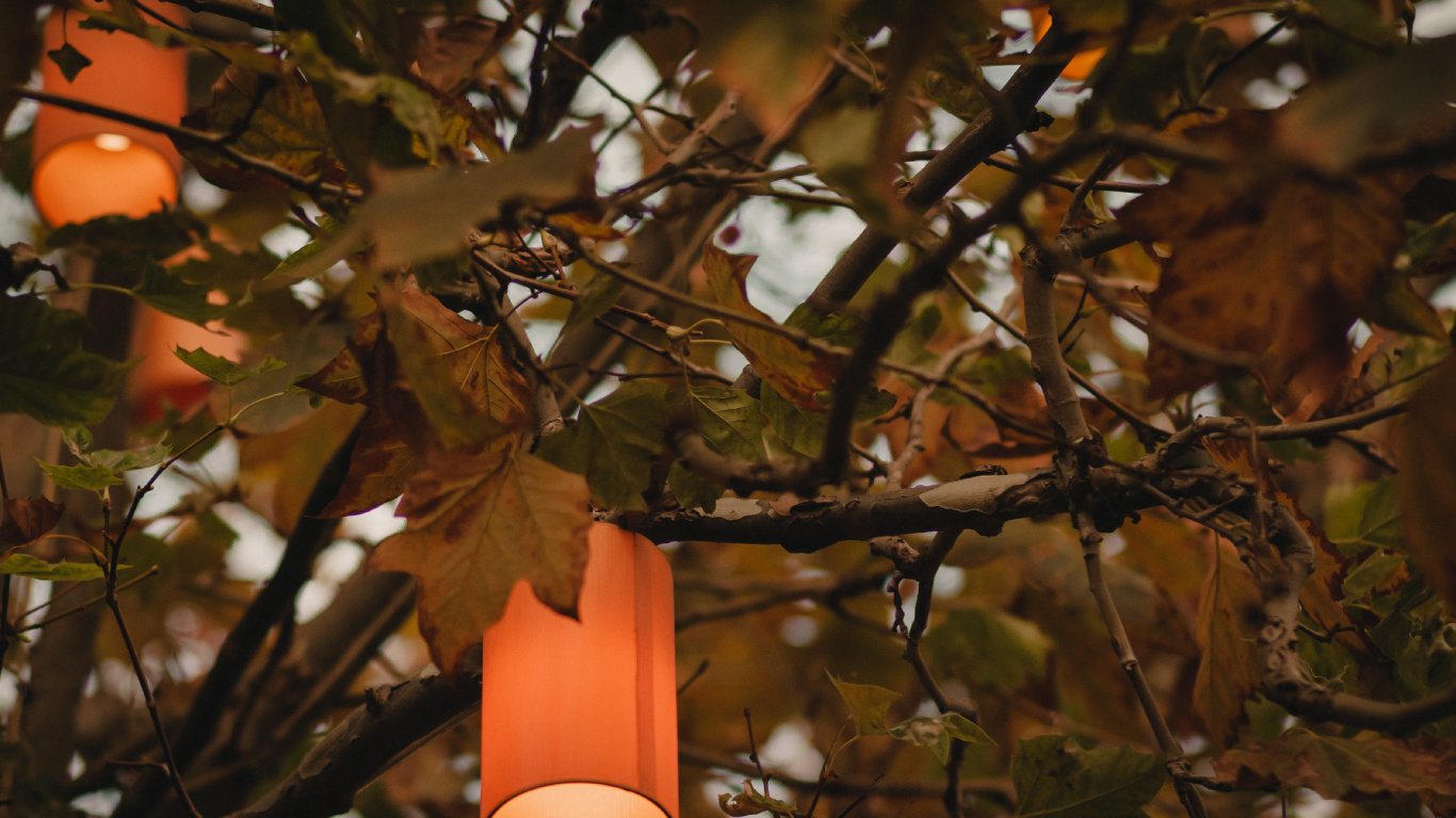 Orangefarbene Pendelleuchte Auf Braunem Ast. Wallpaper in 1366x768 Resolution