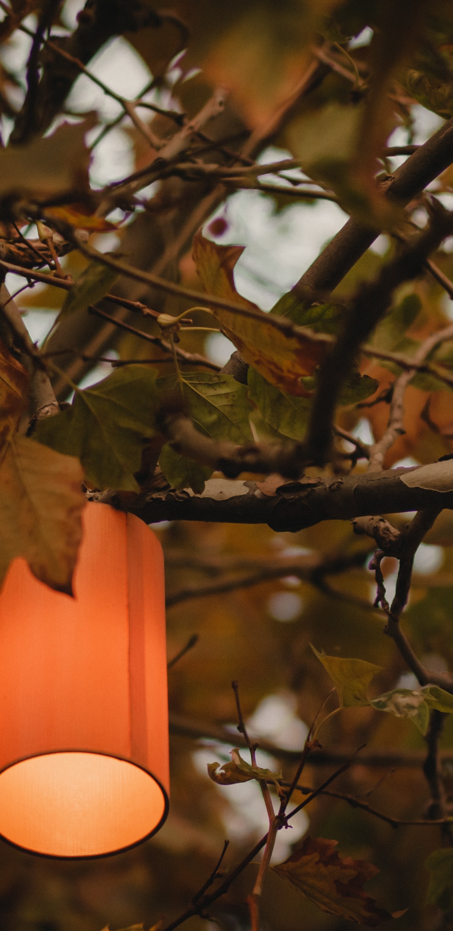 Orangefarbene Pendelleuchte Auf Braunem Ast. Wallpaper in 1440x2960 Resolution