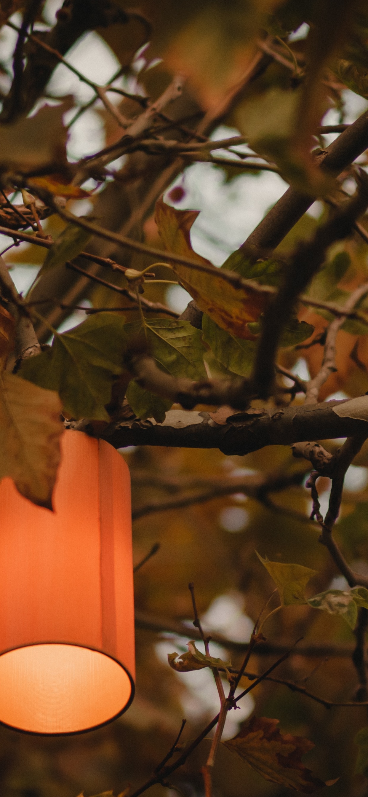 Suspension Orange Sur Branche D'arbre Marron. Wallpaper in 1242x2688 Resolution