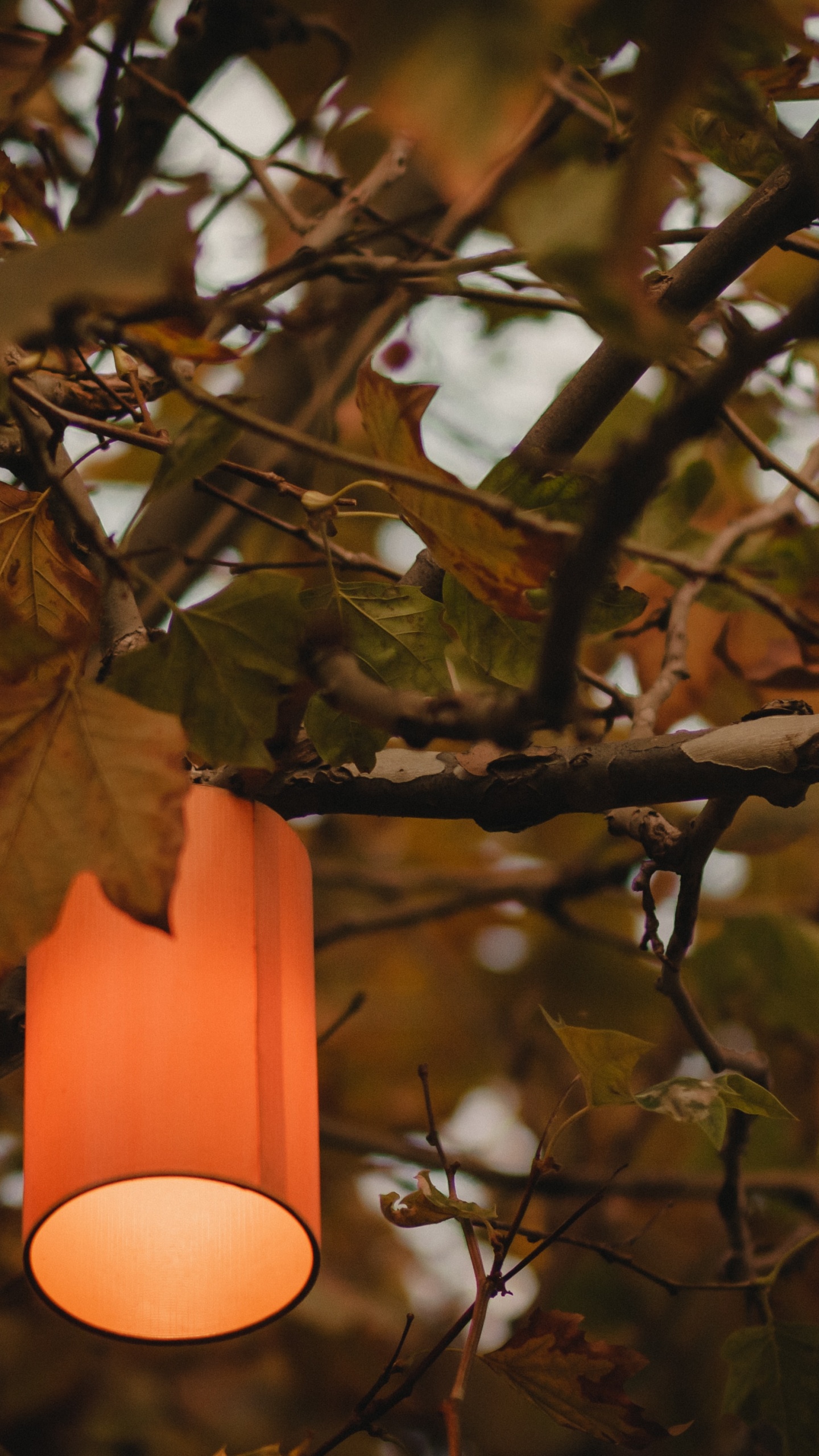 Suspension Orange Sur Branche D'arbre Marron. Wallpaper in 1440x2560 Resolution