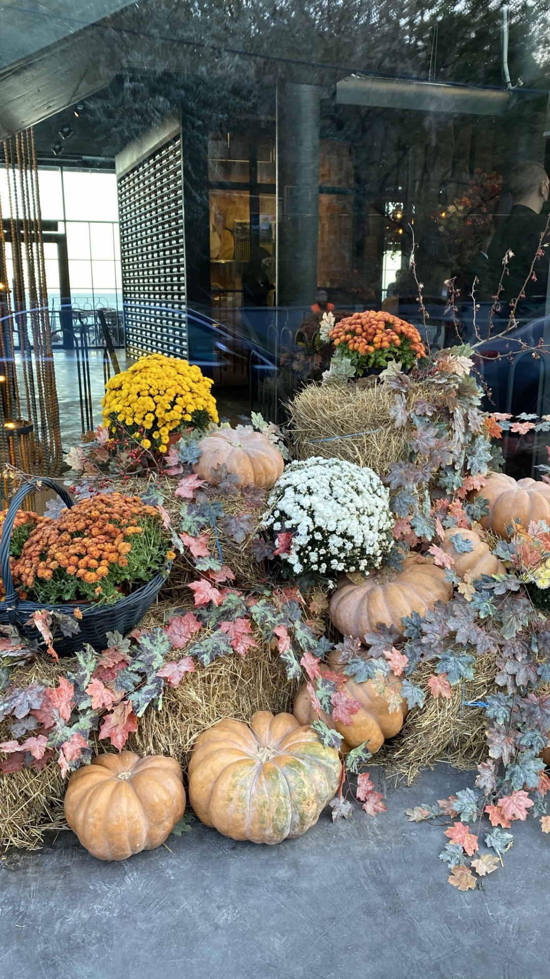 Pumpkin, Gourd, Squash, Calabaza, Flower. Wallpaper in 1080x1920 Resolution