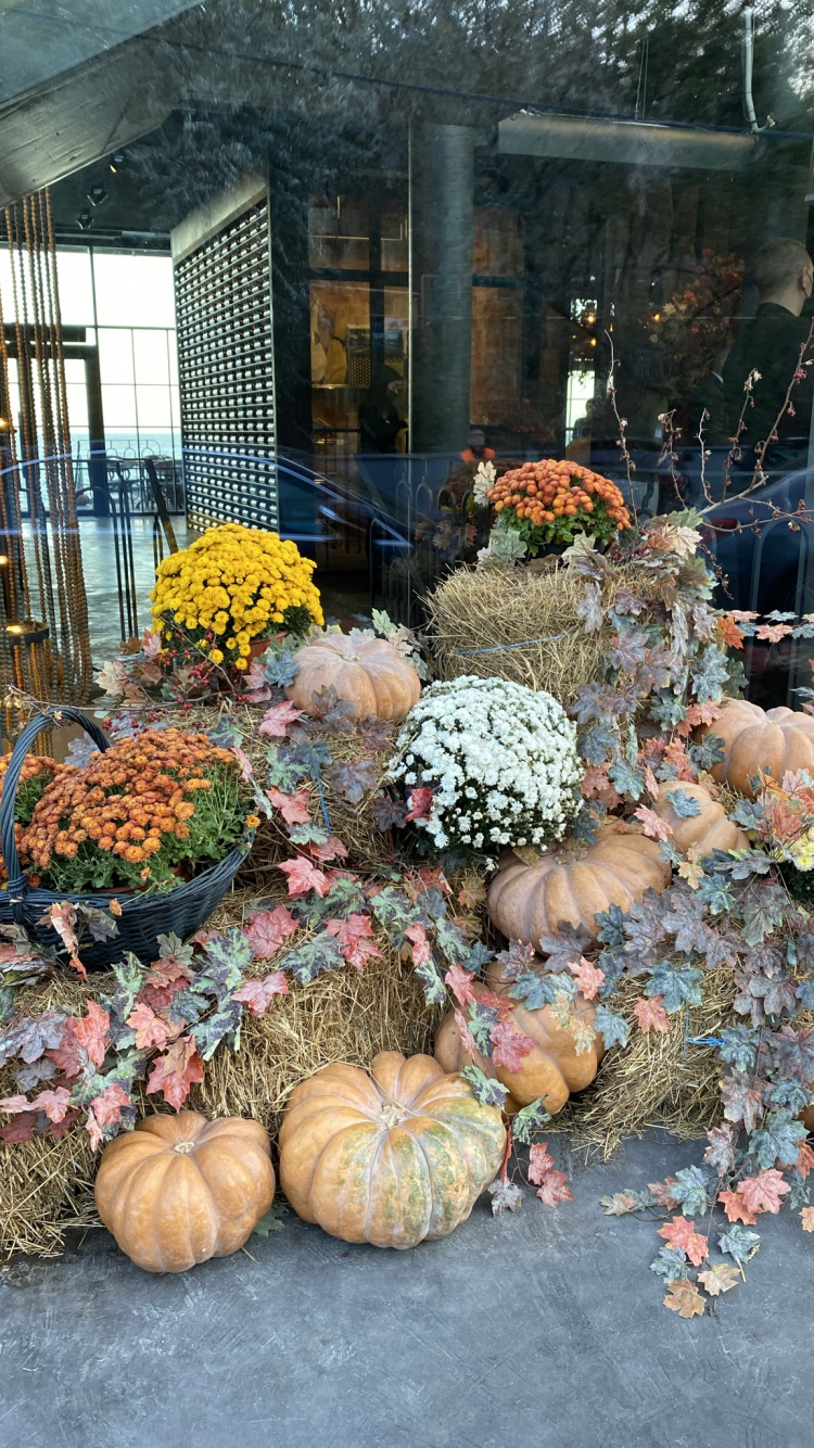 Pumpkin, Gourd, Squash, Calabaza, Flower. Wallpaper in 750x1334 Resolution