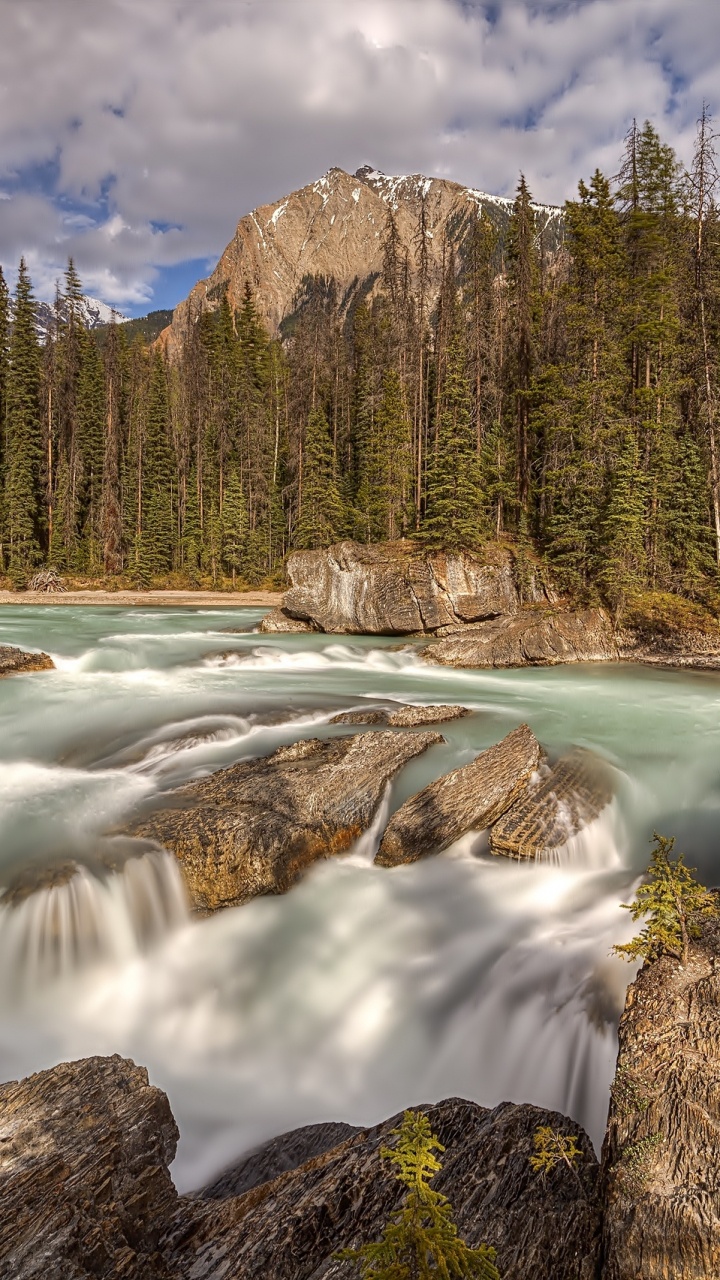 Green Pine Trees Near River During Daytime. Wallpaper in 720x1280 Resolution
