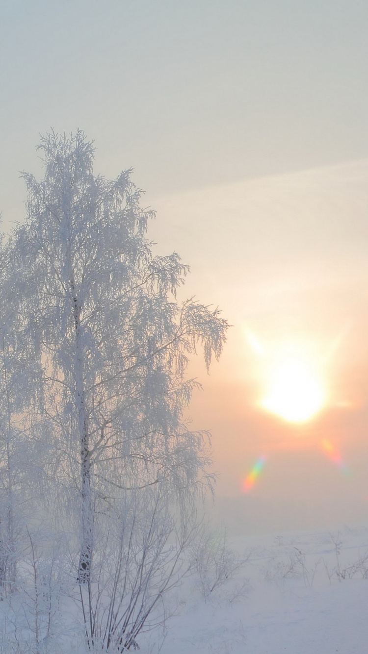 Snow Covered Trees During Daytime. Wallpaper in 750x1334 Resolution