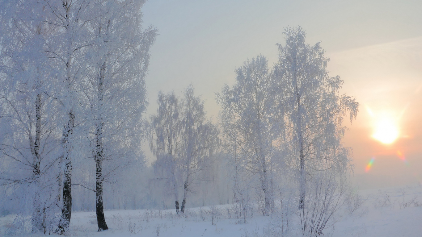 Arbres Couverts de Neige Pendant la Journée. Wallpaper in 1366x768 Resolution