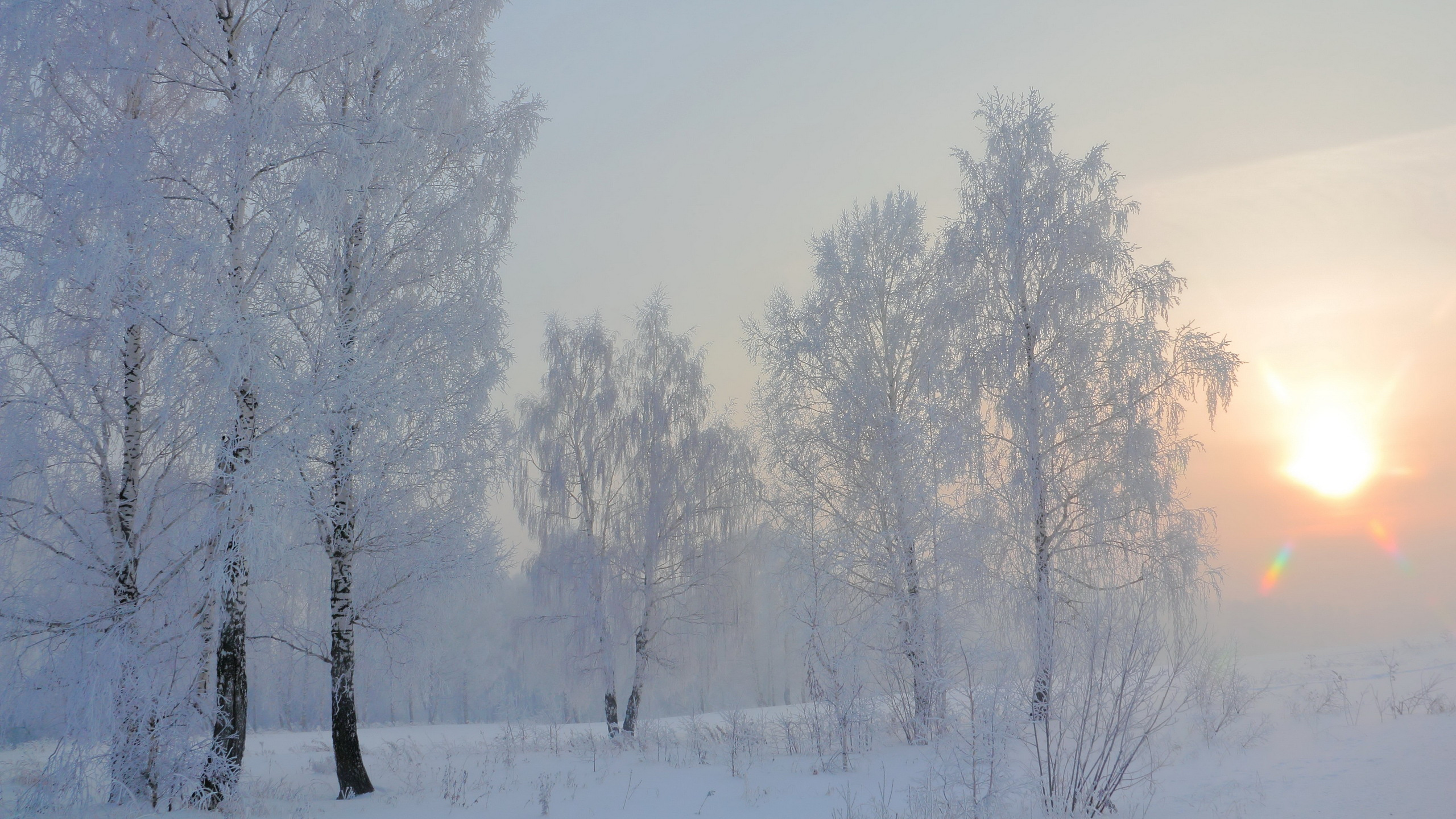 Arbres Couverts de Neige Pendant la Journée. Wallpaper in 2560x1440 Resolution