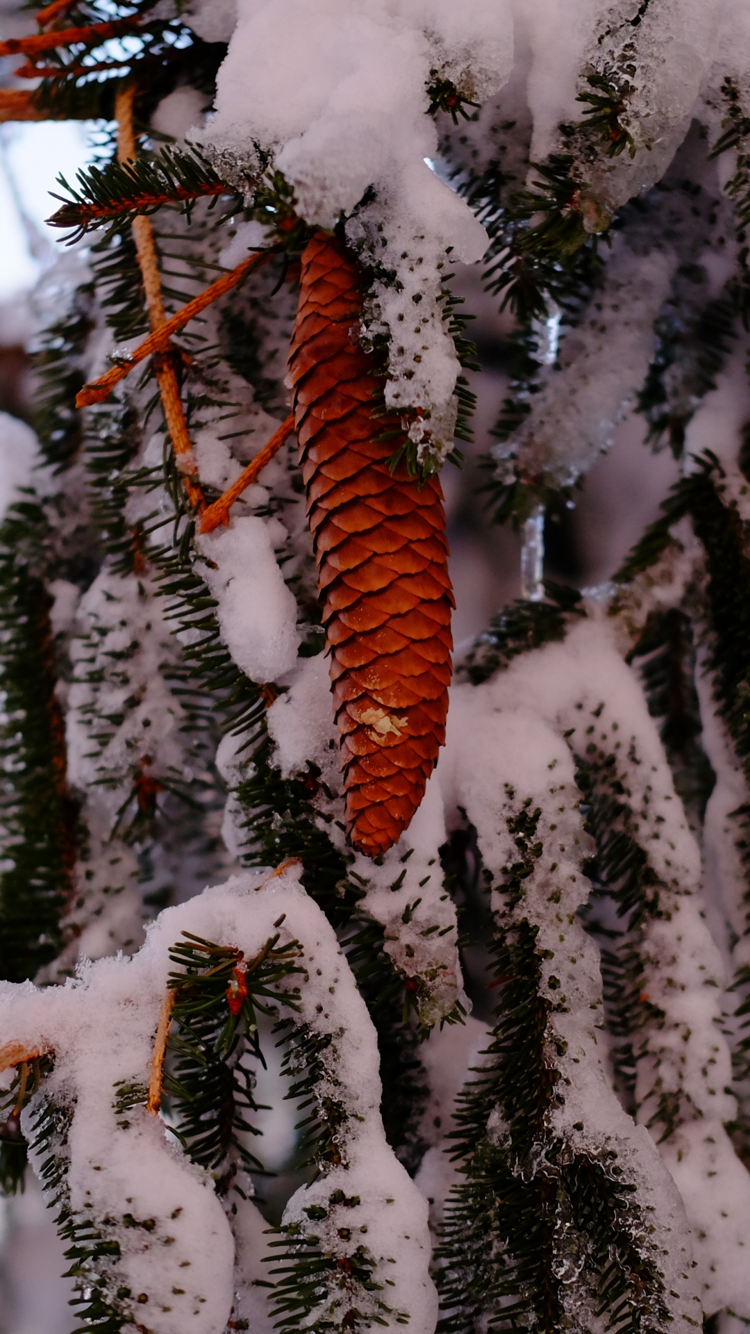 Brauner Ast Mit Schnee Bedeckt. Wallpaper in 1080x1920 Resolution