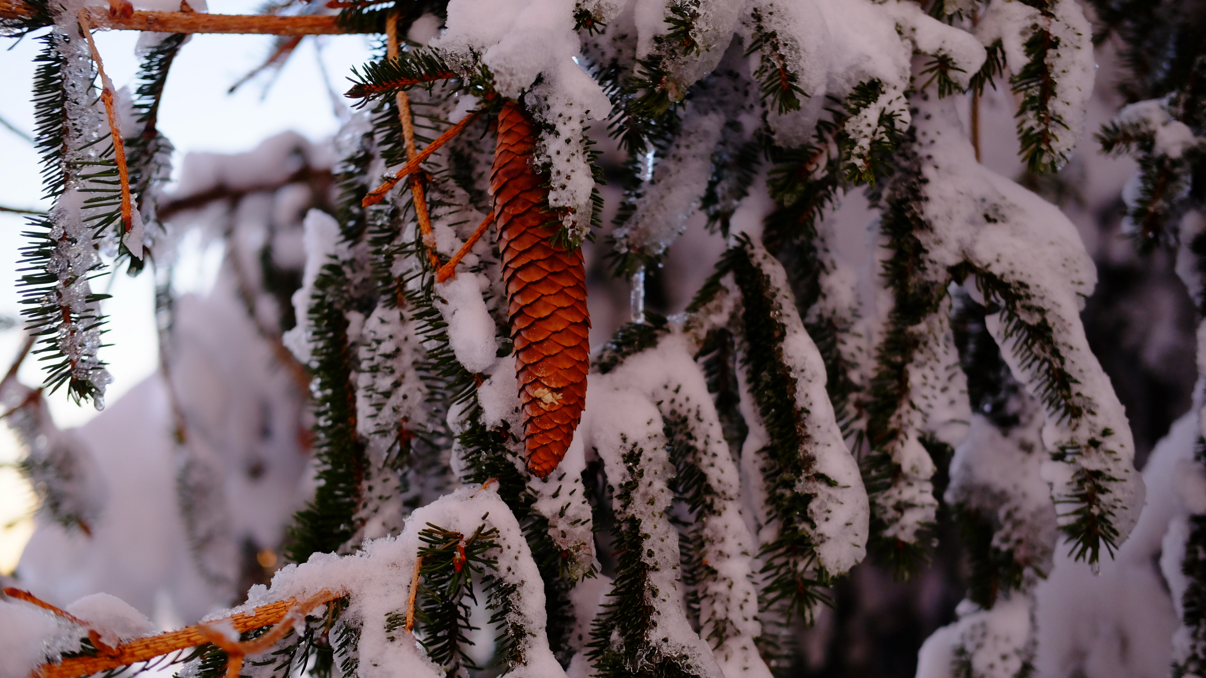 Branche D'arbre Brune Recouverte de Neige. Wallpaper in 3840x2160 Resolution