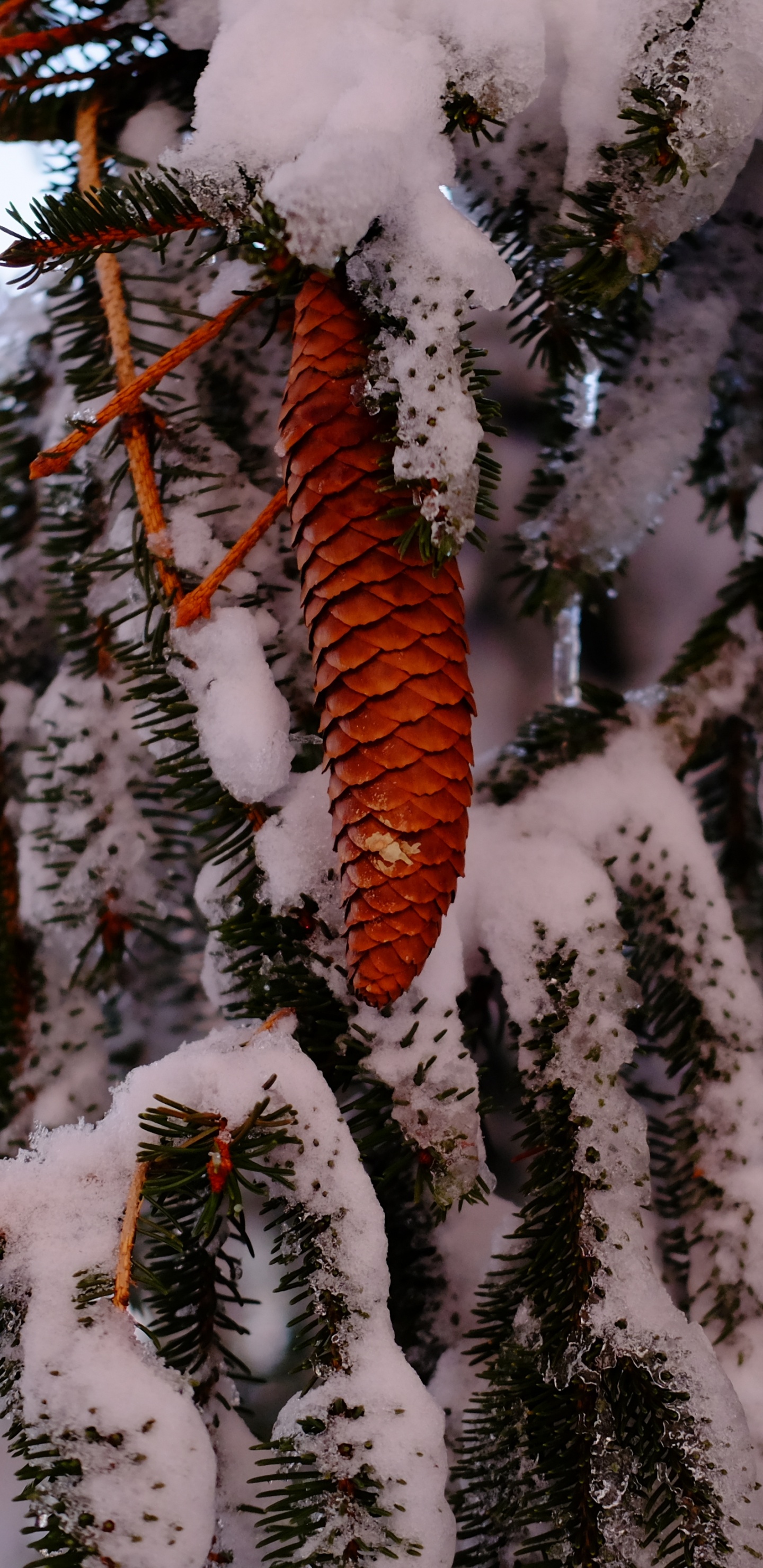 Rama de Árbol Marrón Cubierta de Nieve. Wallpaper in 1440x2960 Resolution