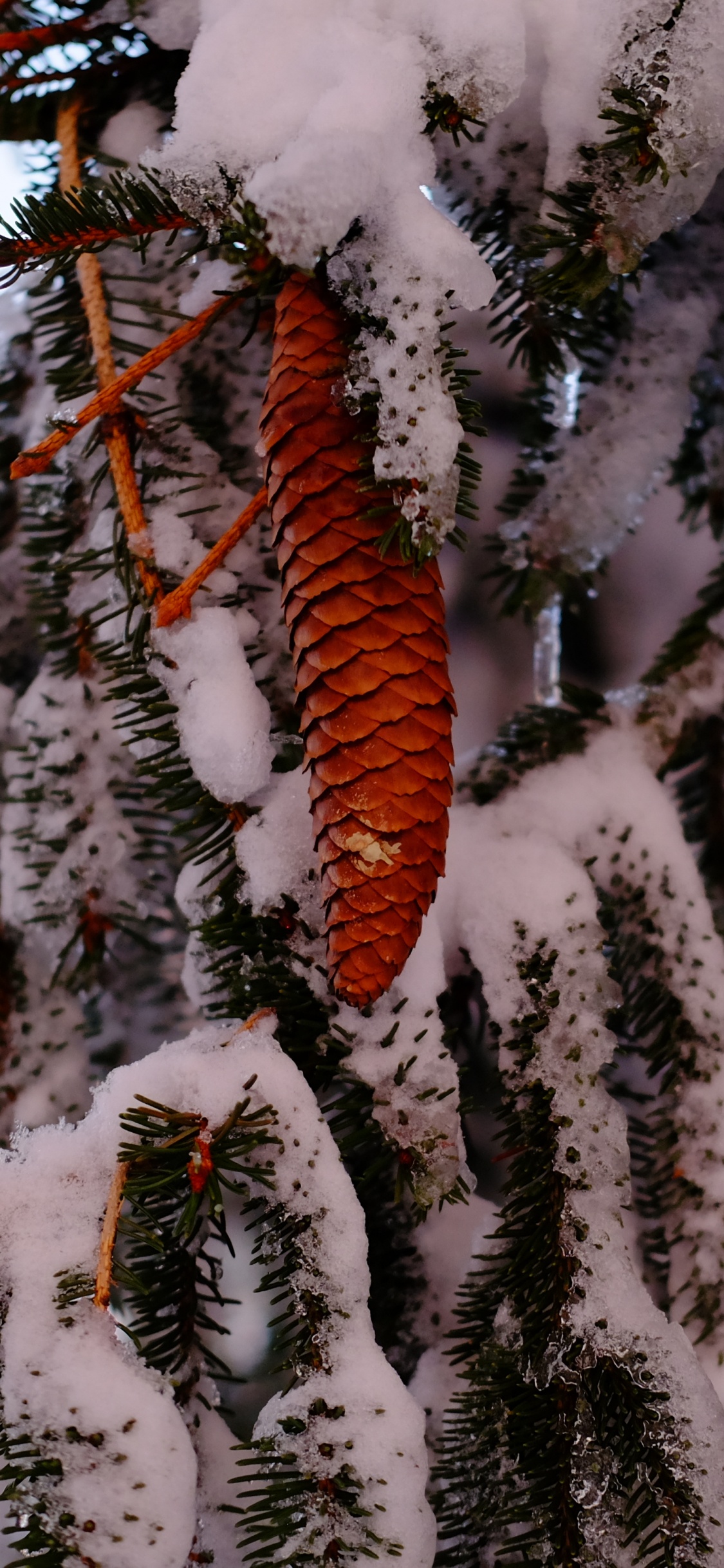 Brown Tree Branch Covered With Snow. Wallpaper in 1125x2436 Resolution