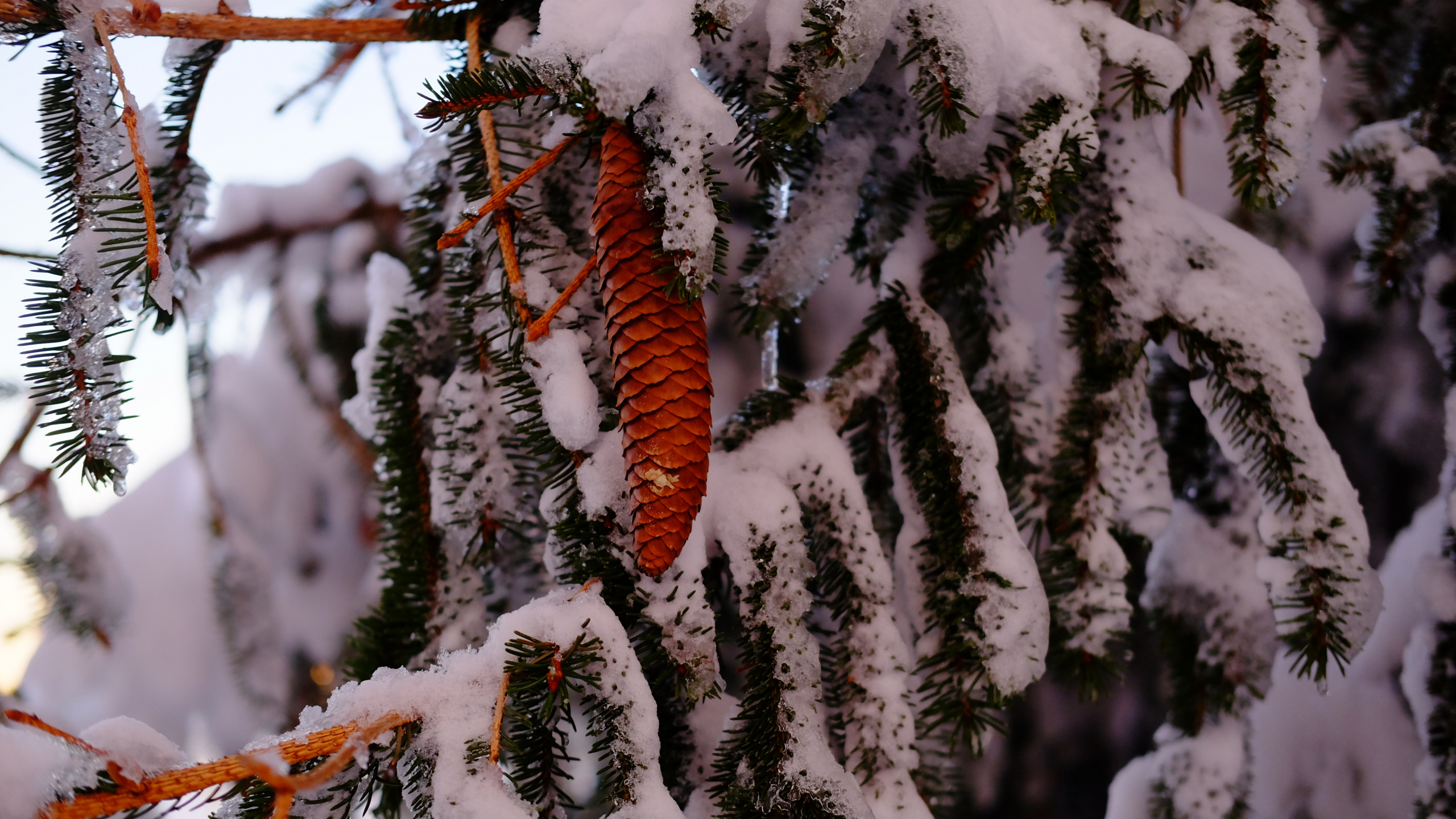 Brown Tree Branch Covered With Snow. Wallpaper in 2560x1440 Resolution