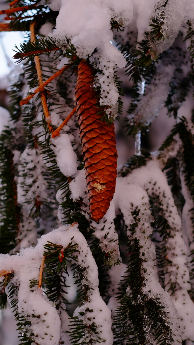 Brown Tree Branch Covered With Snow. Wallpaper in 750x1334 Resolution