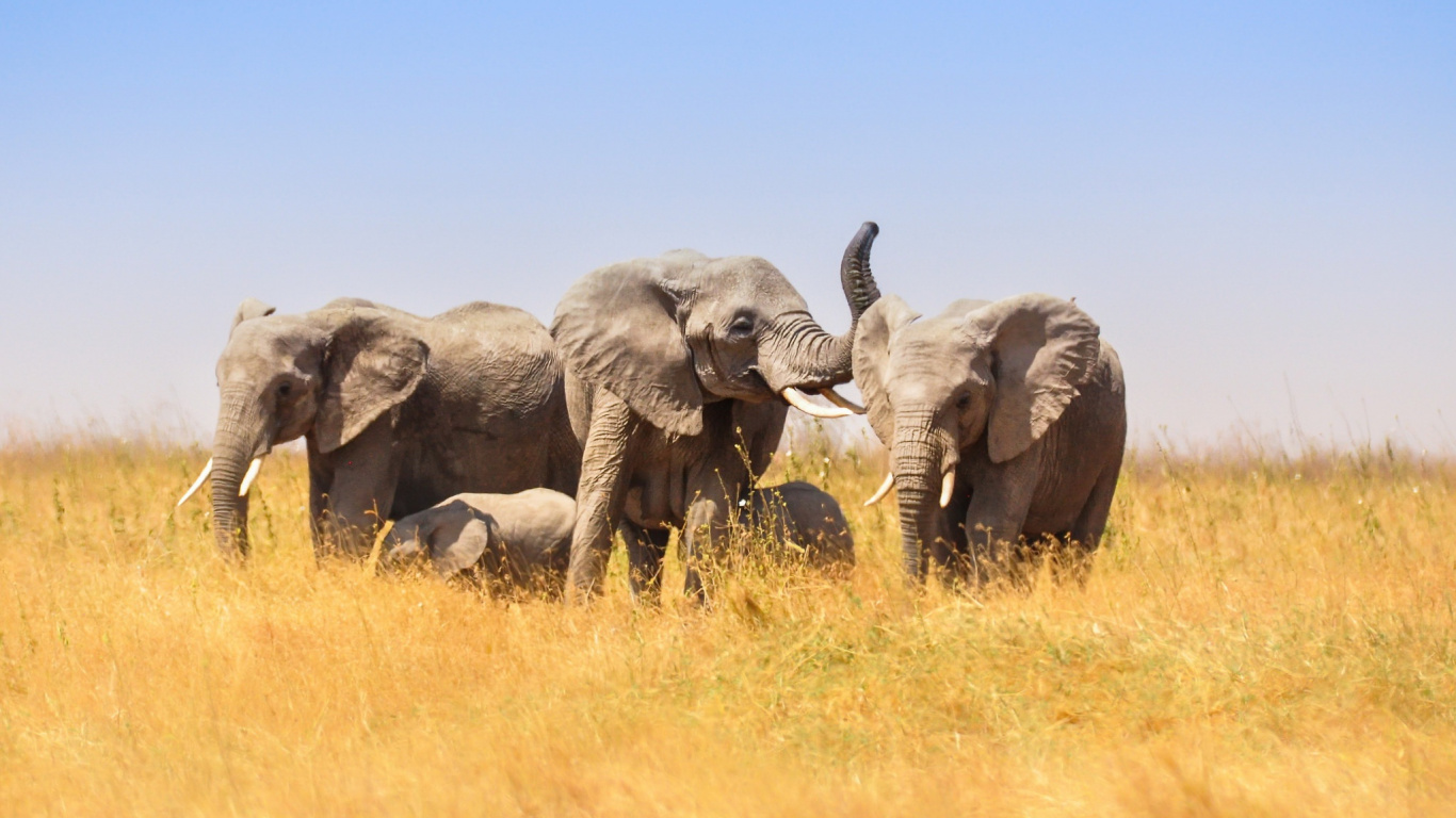 Éléphant Gris Sur Terrain D'herbe Brune Pendant la Journée. Wallpaper in 1366x768 Resolution