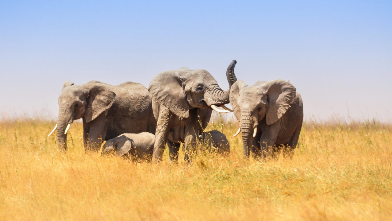 Gray Elephant on Brown Grass Field During Daytime. Wallpaper in 1280x720 Resolution