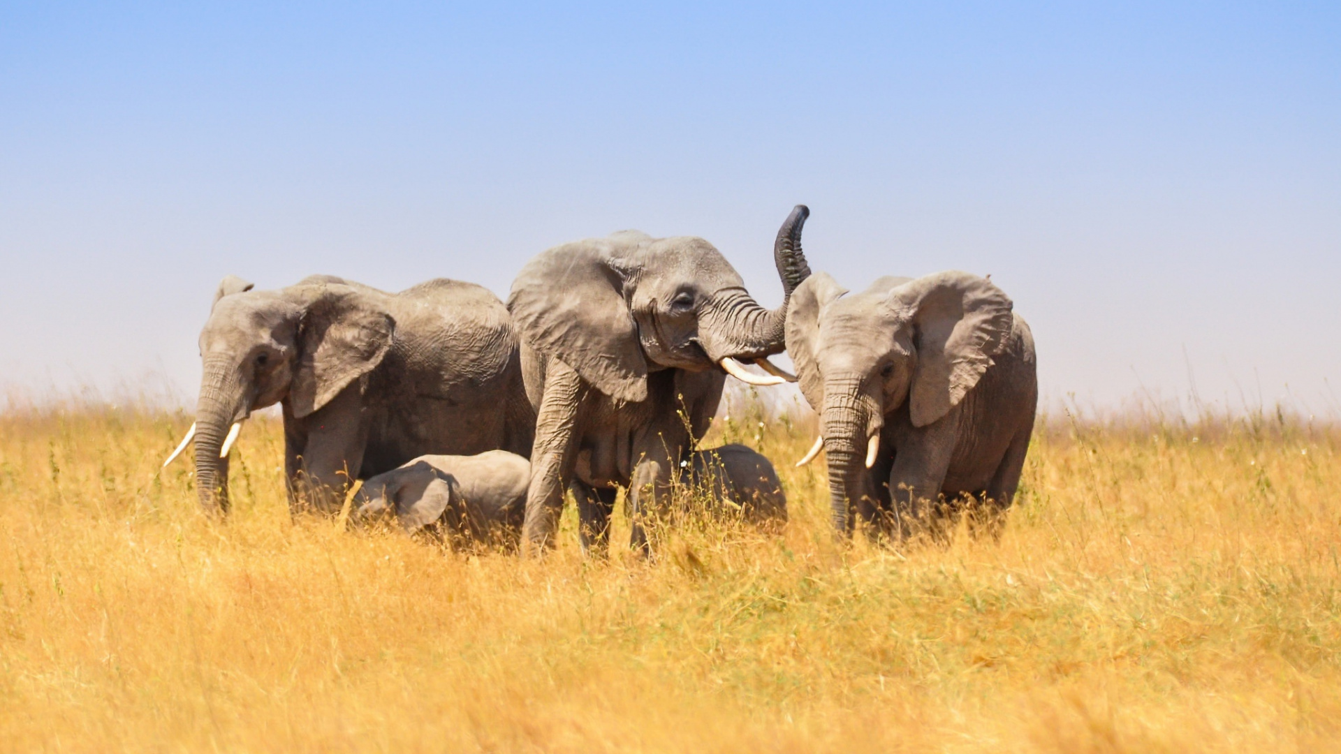 Gray Elephant on Brown Grass Field During Daytime. Wallpaper in 1920x1080 Resolution
