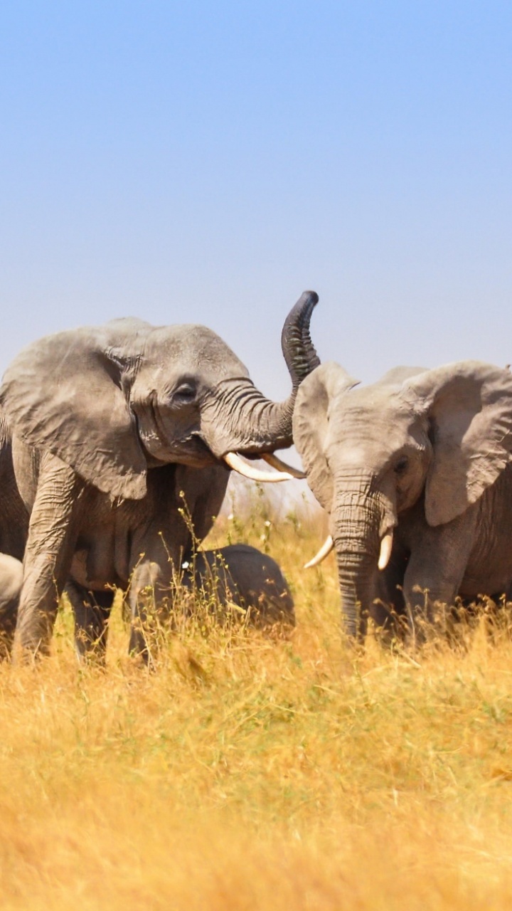 Gray Elephant on Brown Grass Field During Daytime. Wallpaper in 720x1280 Resolution