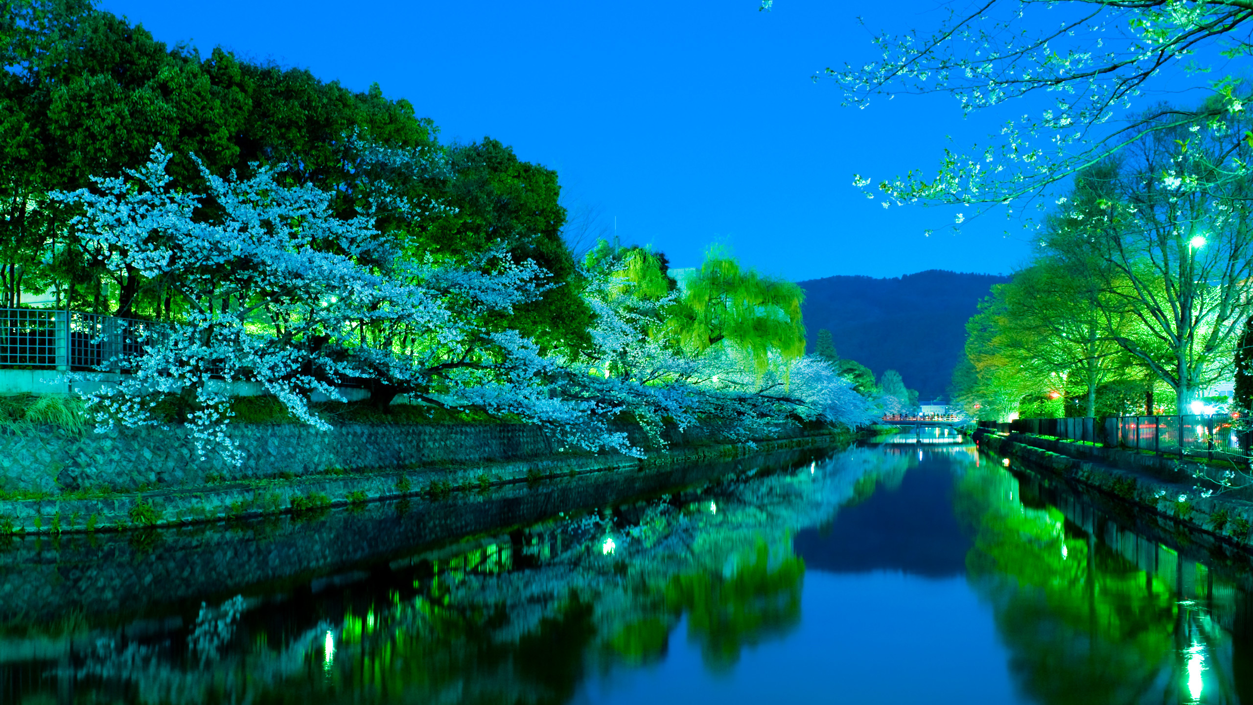 Green Trees Beside River Under Blue Sky During Daytime. Wallpaper in 2560x1440 Resolution