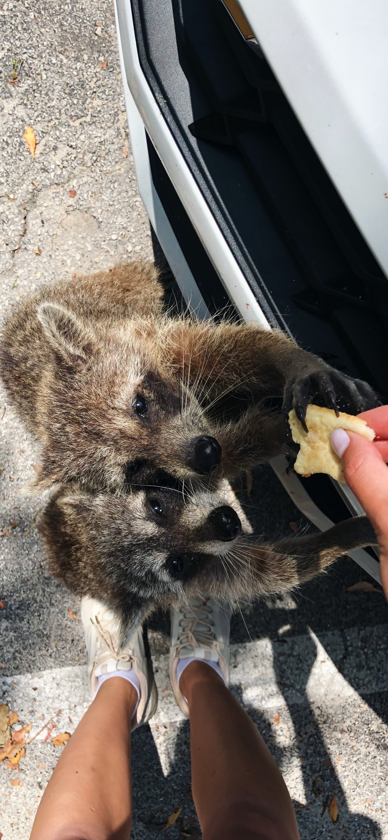 Fell, Procyonidae, Wissenschaft, Biologie, Finger. Wallpaper in 1242x2688 Resolution