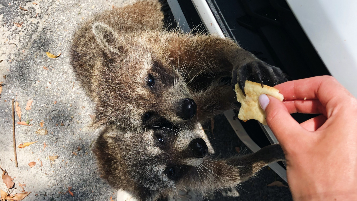 Fourrure, Procyonidae, Sciences, Biologie, L'homme. Wallpaper in 1366x768 Resolution