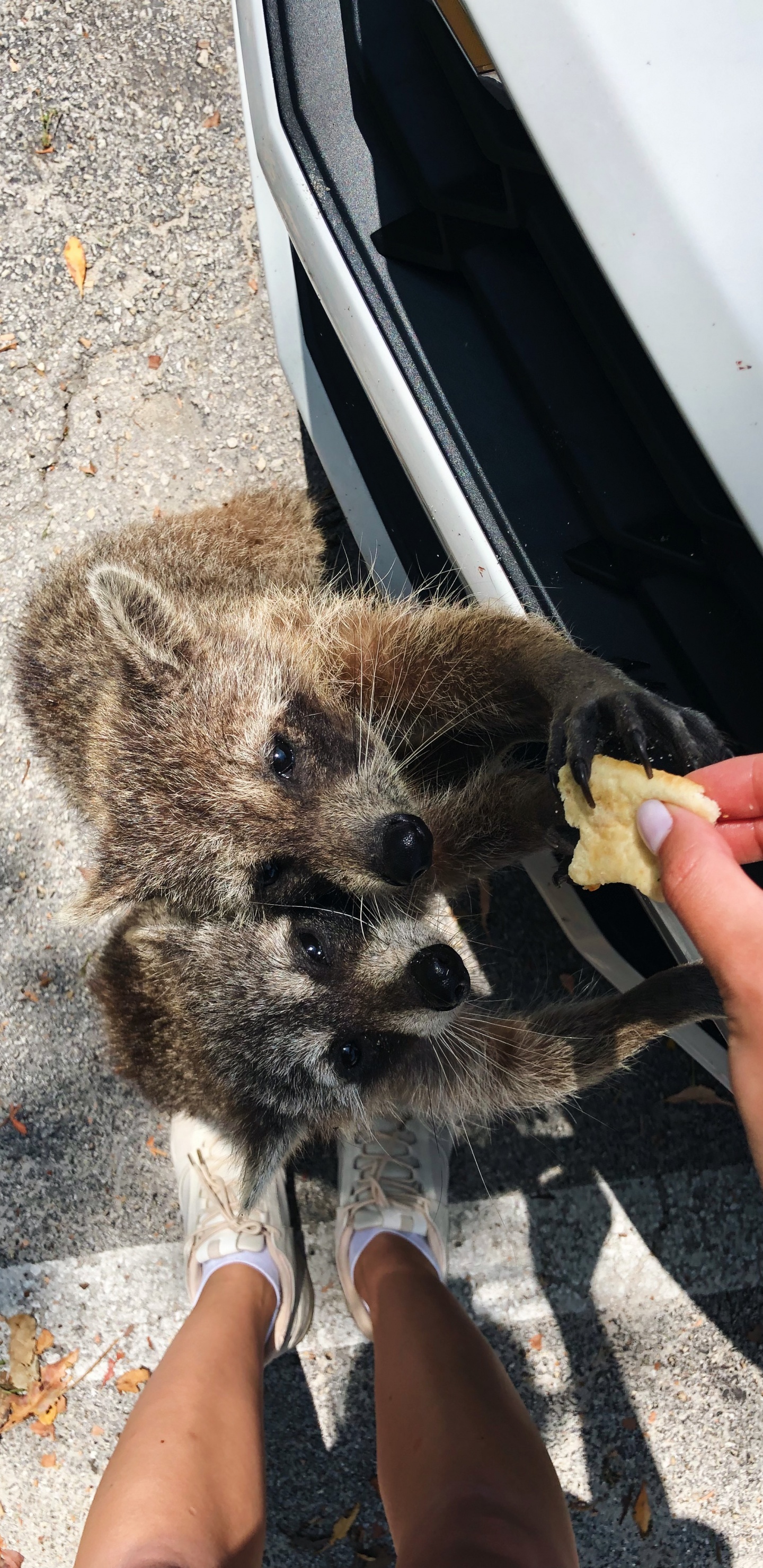 Fur, Procyonidae, Science, Biology, Human. Wallpaper in 1440x2960 Resolution