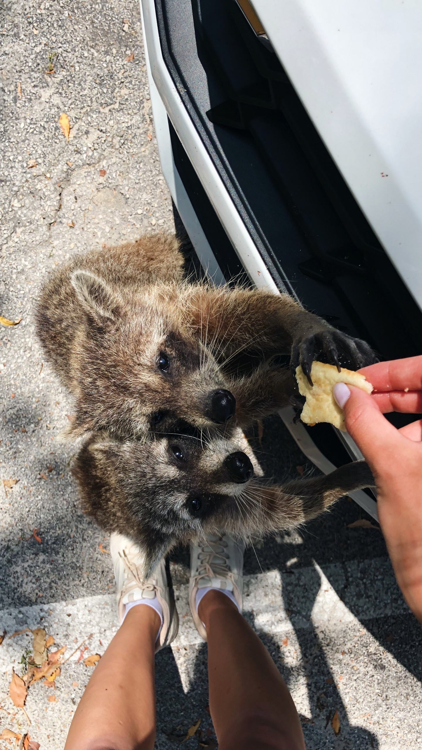 Pelaje, Procyonidae, Ciencia, Biología, Humanos. Wallpaper in 1440x2560 Resolution