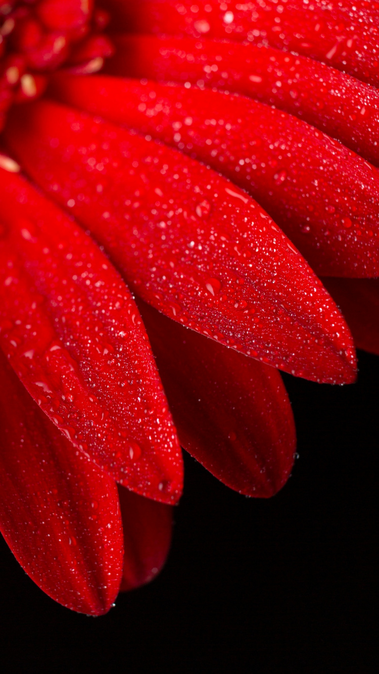 Tige de la Plante, Eau, Pétale, Pink, Liquid. Wallpaper in 750x1334 Resolution