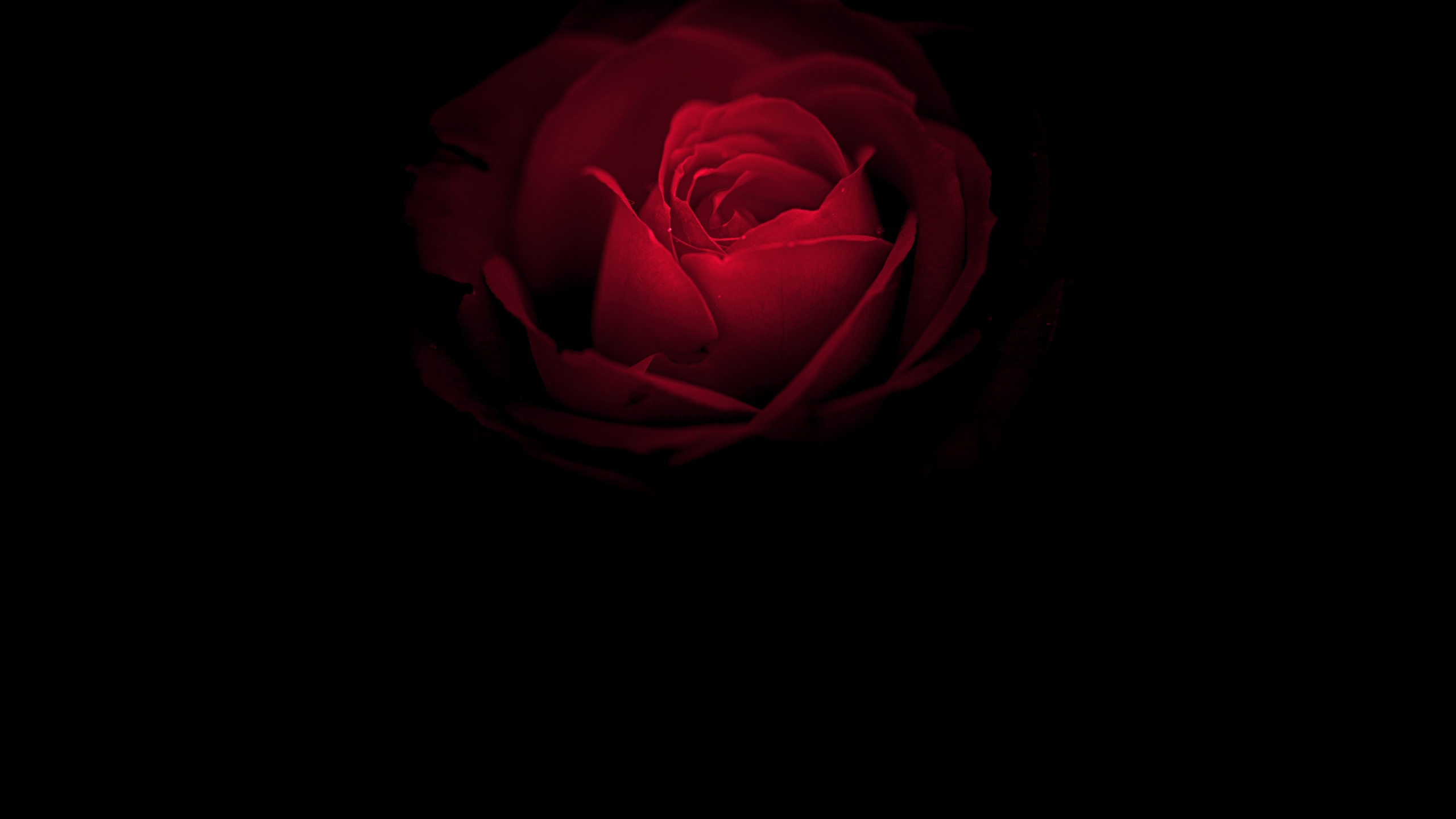 保时捷, 内, Huawei Mate, OLED, Huawei Mate RS 壁纸 2560x1440 允许