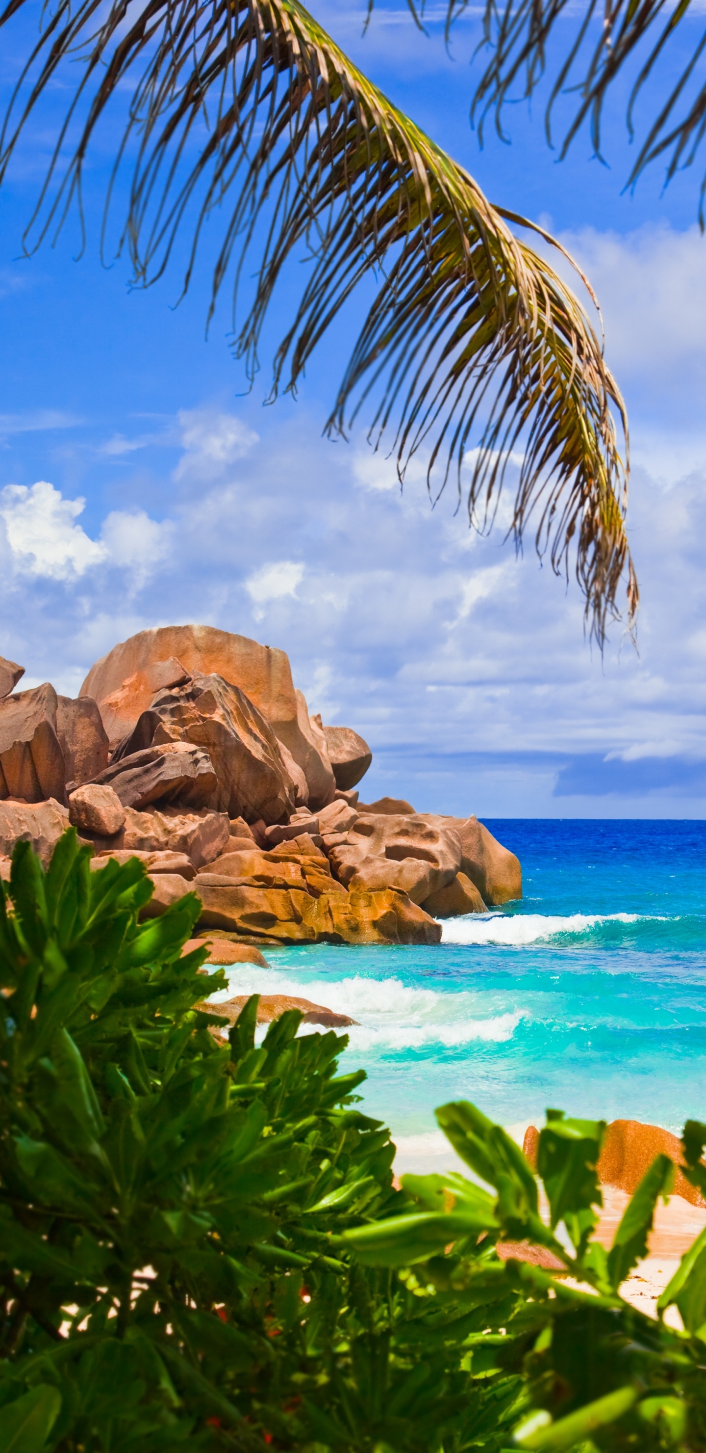 大海, 拉迪格, 热带地区, 植被, 天空 壁纸 1440x2960 允许