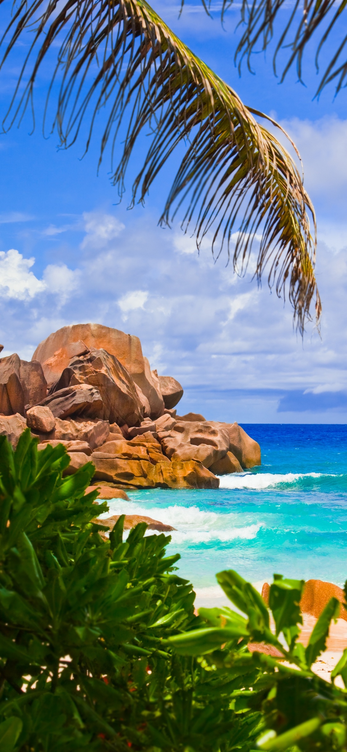 Green Palm Tree Near Brown Rock Formation and Body of Water During Daytime. Wallpaper in 1125x2436 Resolution