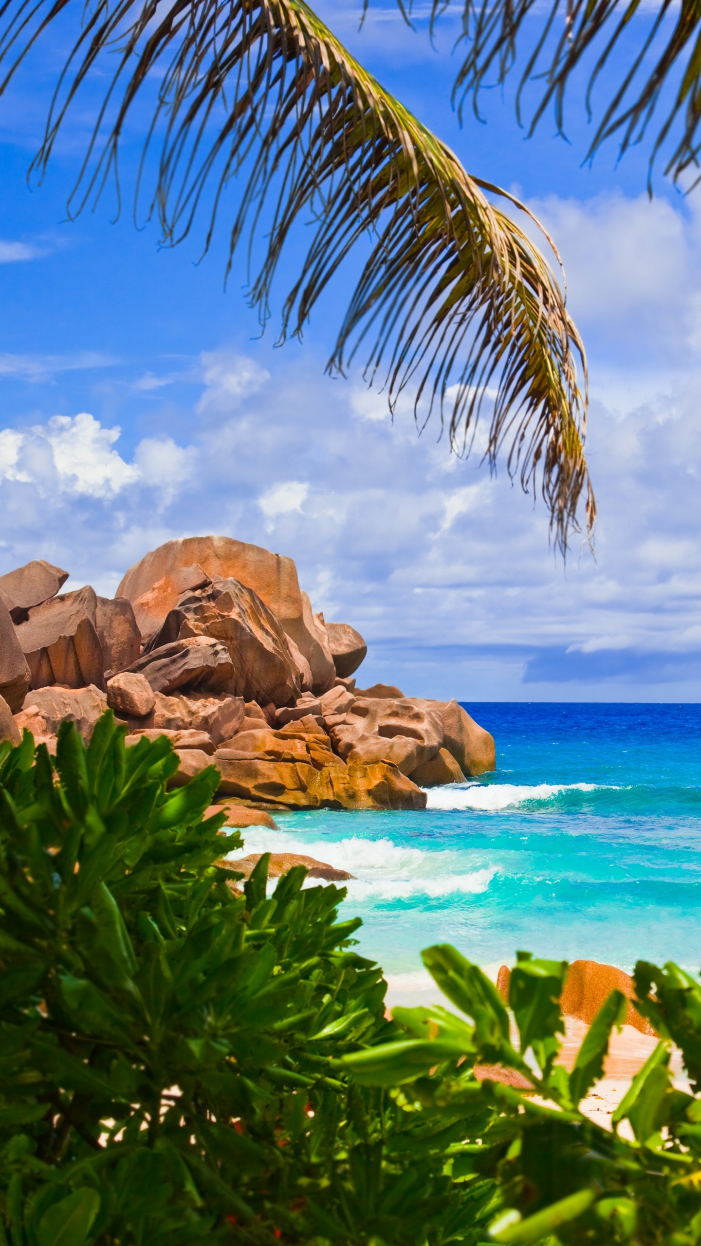 Green Palm Tree Near Brown Rock Formation and Body of Water During Daytime. Wallpaper in 1440x2560 Resolution