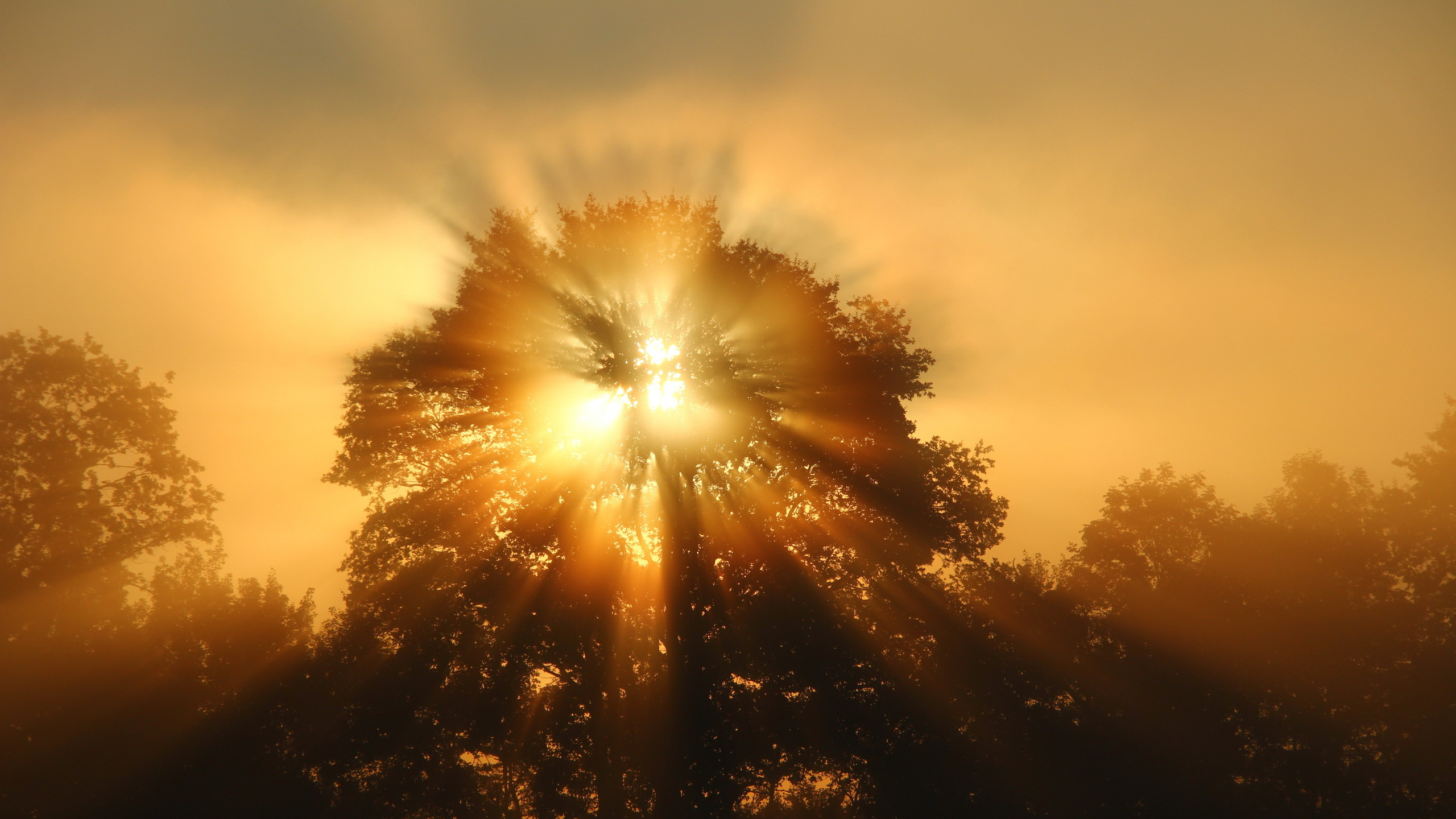 Sun Setting Over The Trees. Wallpaper in 2560x1440 Resolution