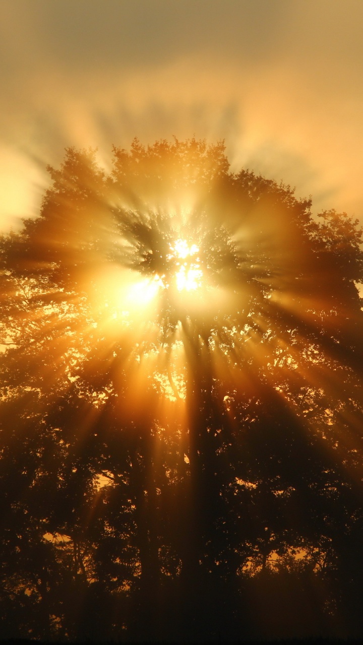 Sun Setting Over The Trees. Wallpaper in 720x1280 Resolution