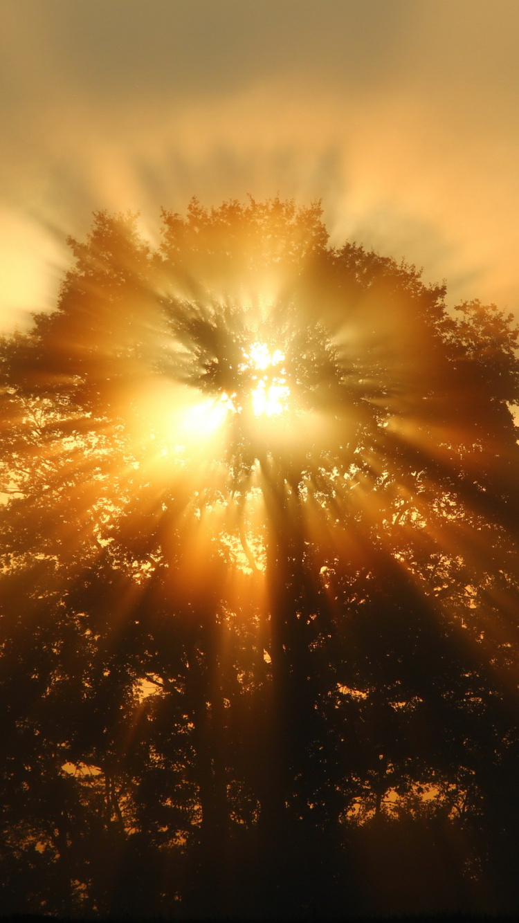 Sun Setting Over The Trees. Wallpaper in 750x1334 Resolution