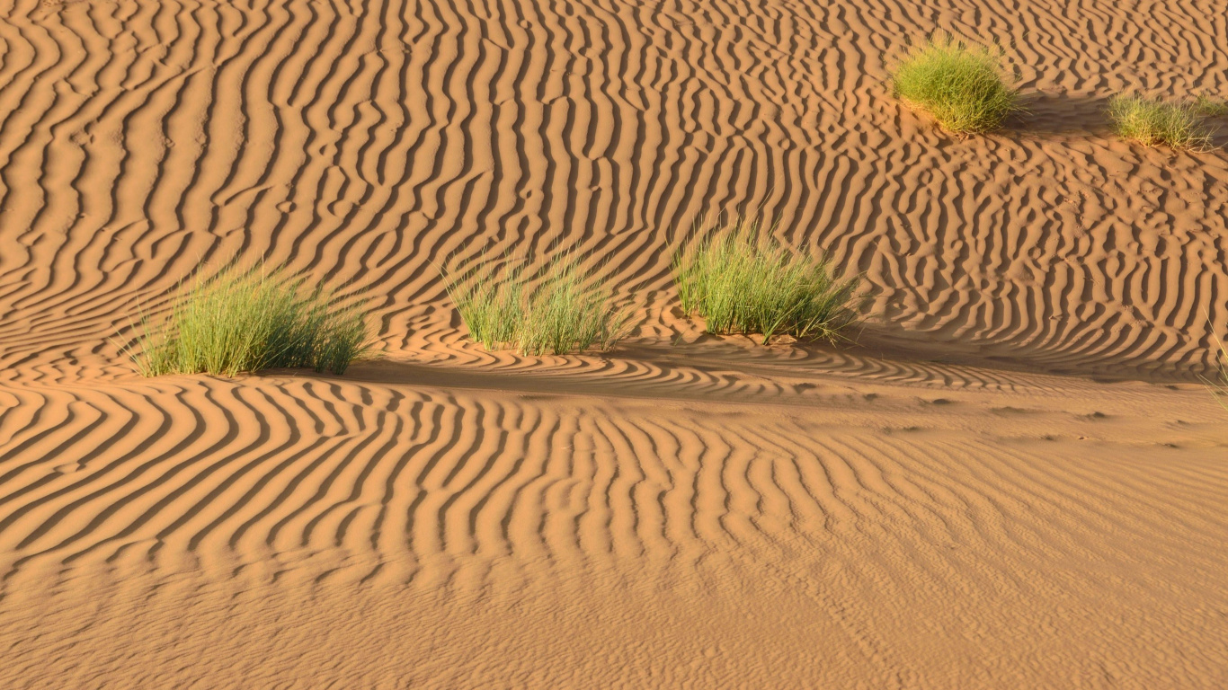 Green Grass on Brown Sand. Wallpaper in 1366x768 Resolution