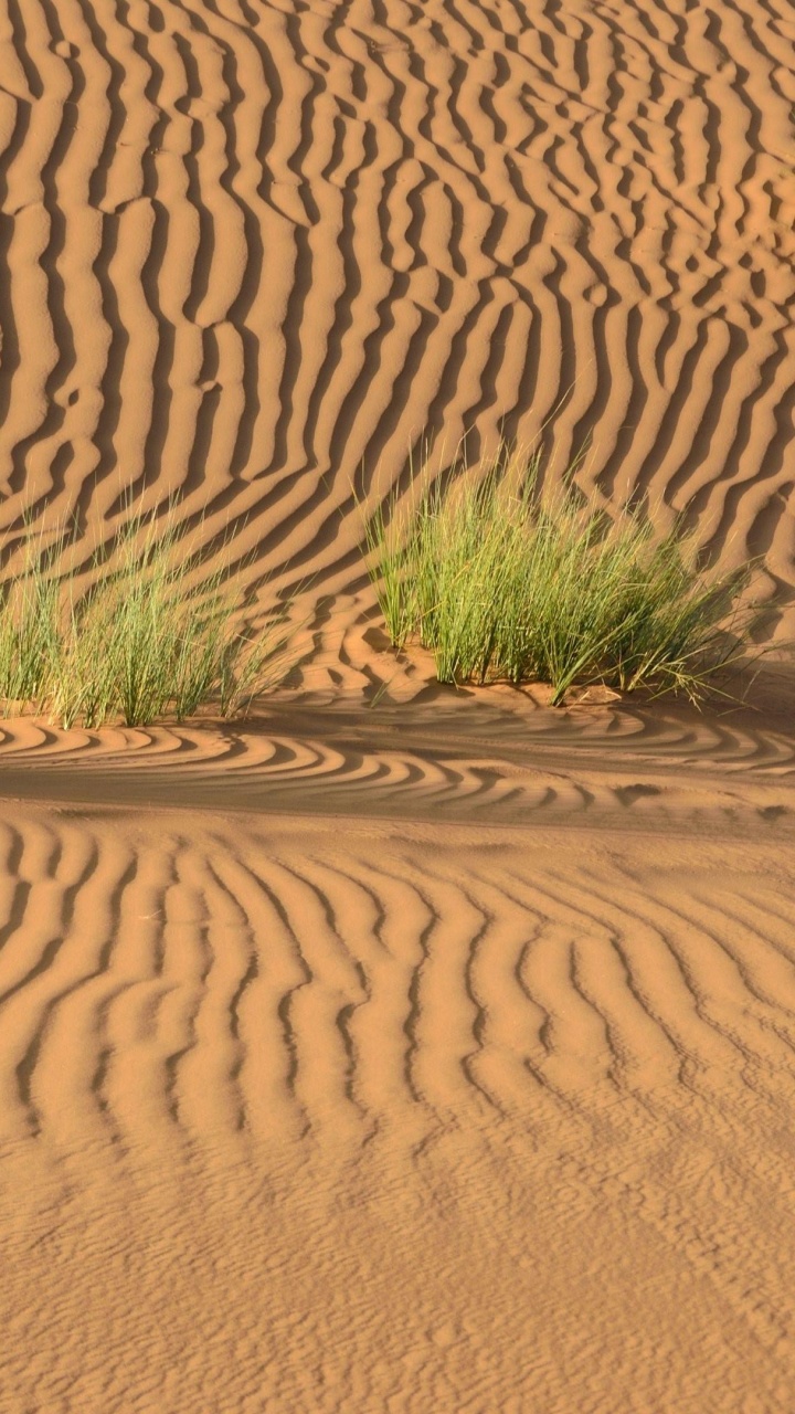 Green Grass on Brown Sand. Wallpaper in 720x1280 Resolution