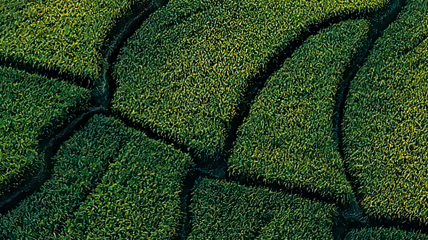 Vegetation, Grasses, Grassland, Grass, Lawn. Wallpaper in 1366x768 Resolution