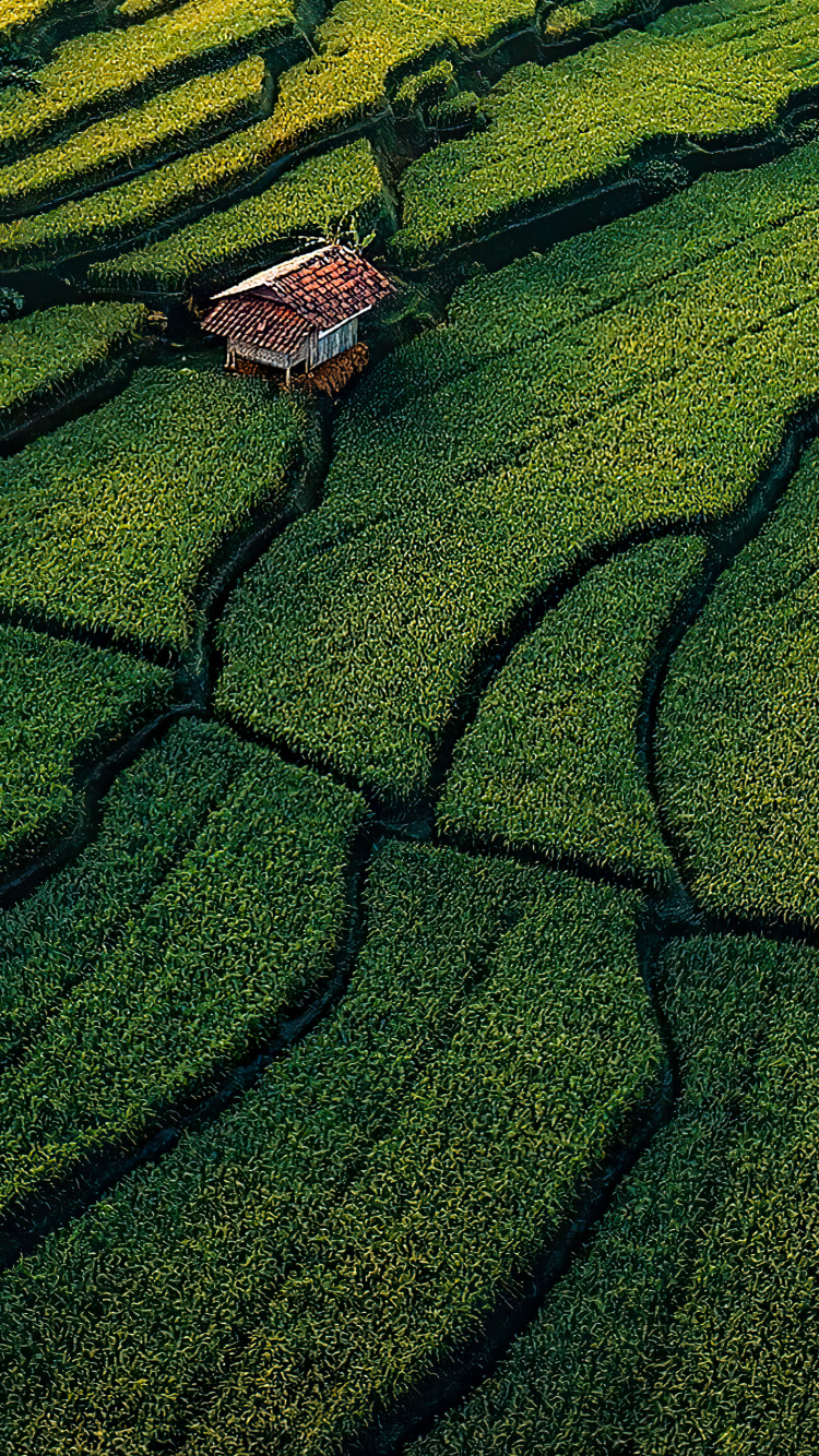 Vegetation, Grasses, Grassland, Grass, Lawn. Wallpaper in 750x1334 Resolution