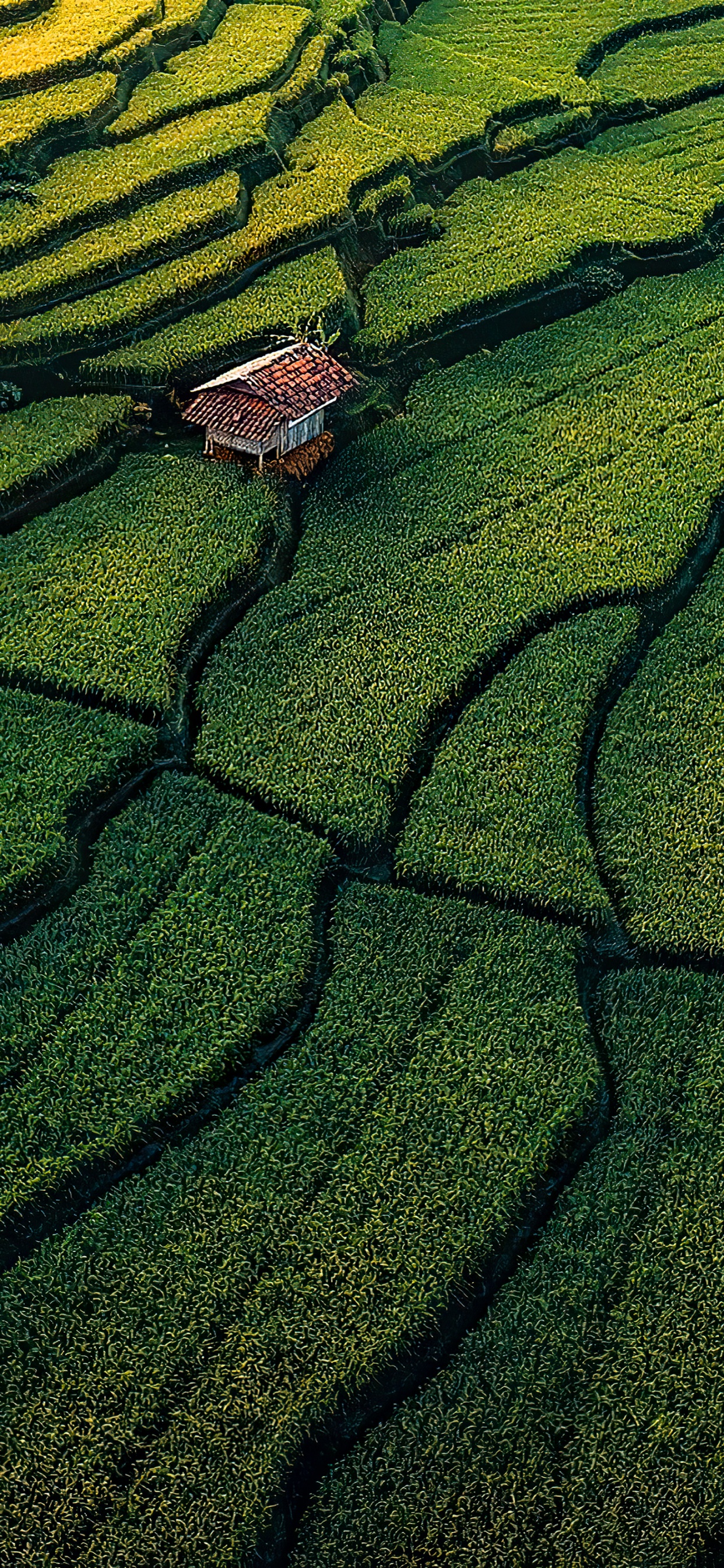 Végétation, Prairie, Pelouse, Surface de la Route, Couvre-sol. Wallpaper in 1242x2688 Resolution