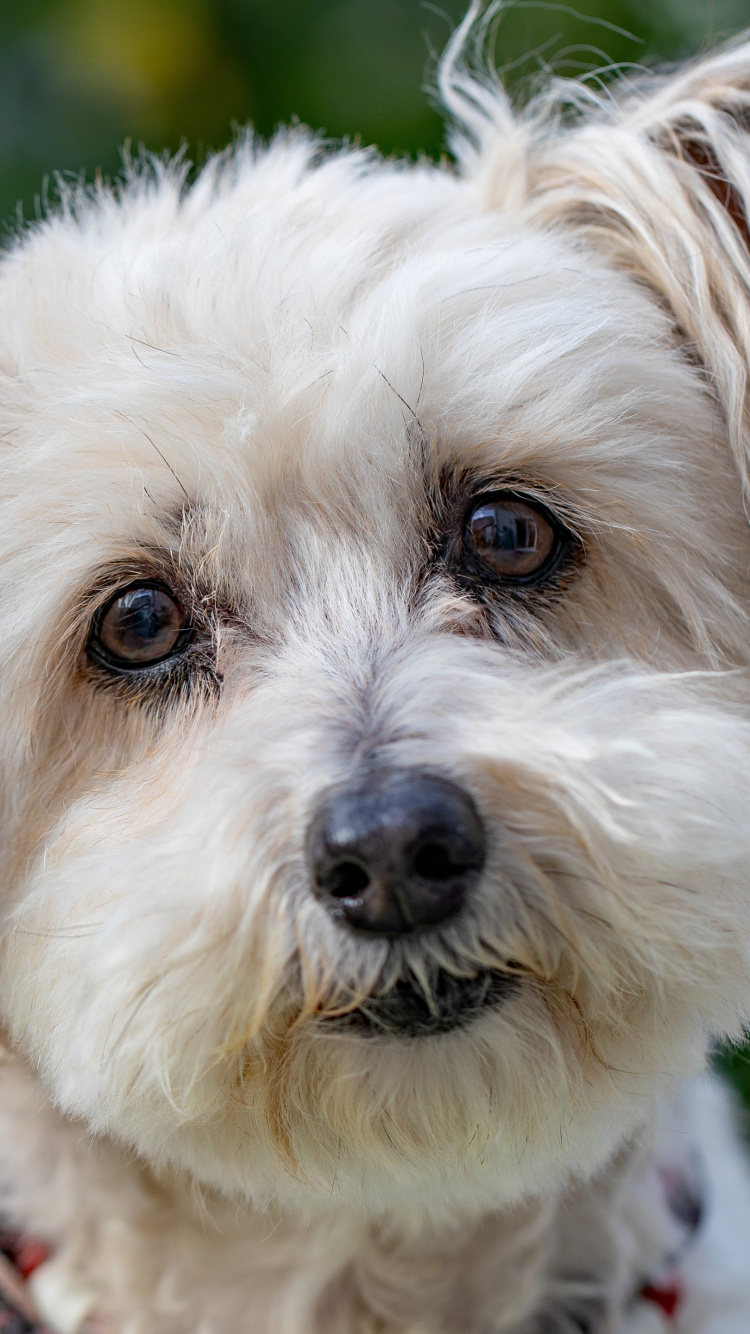 Dog, Havanese Dog, Siberian Husky, Canidae, Puppy. Wallpaper in 750x1334 Resolution