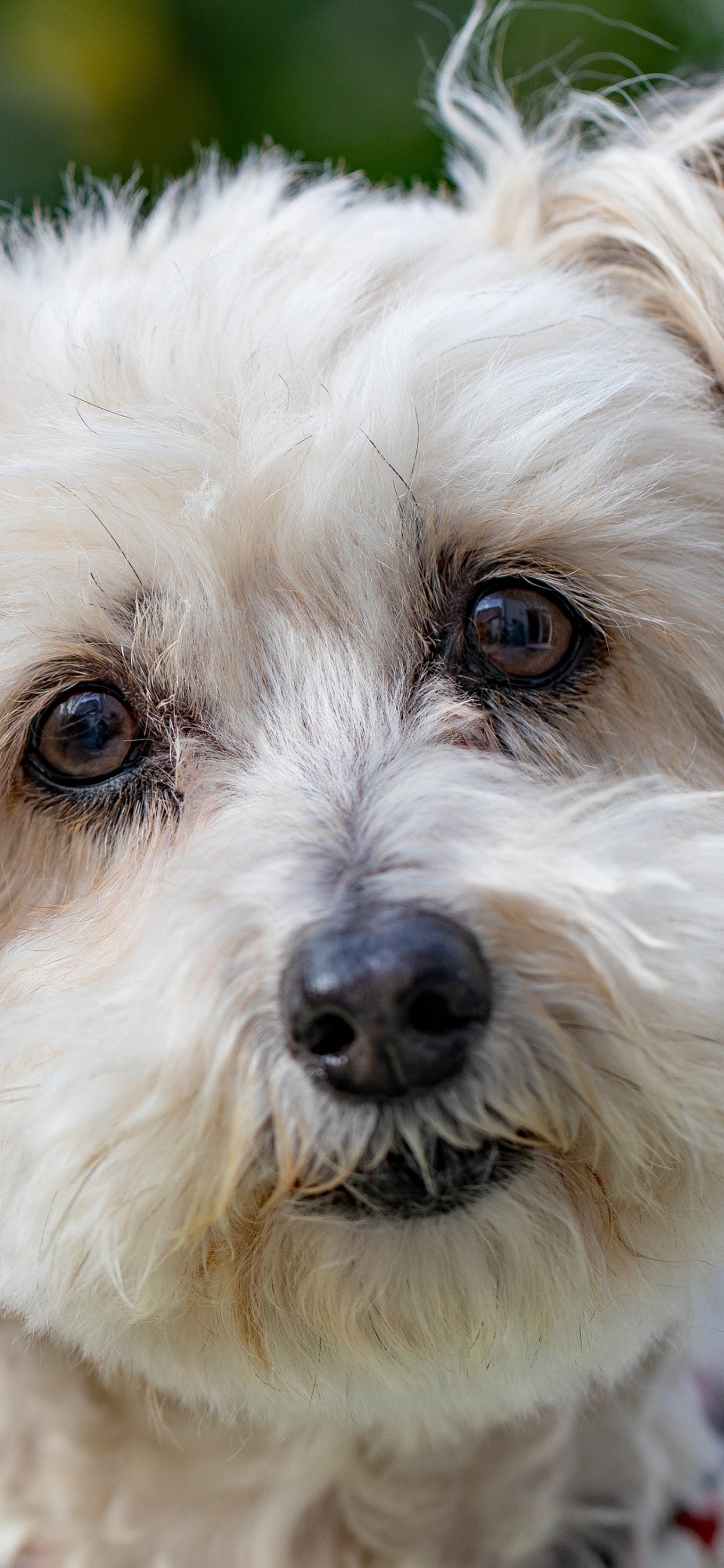 Hund, Havaneser Hund, Siberian Husky, Canidae, Welpe. Wallpaper in 1242x2688 Resolution