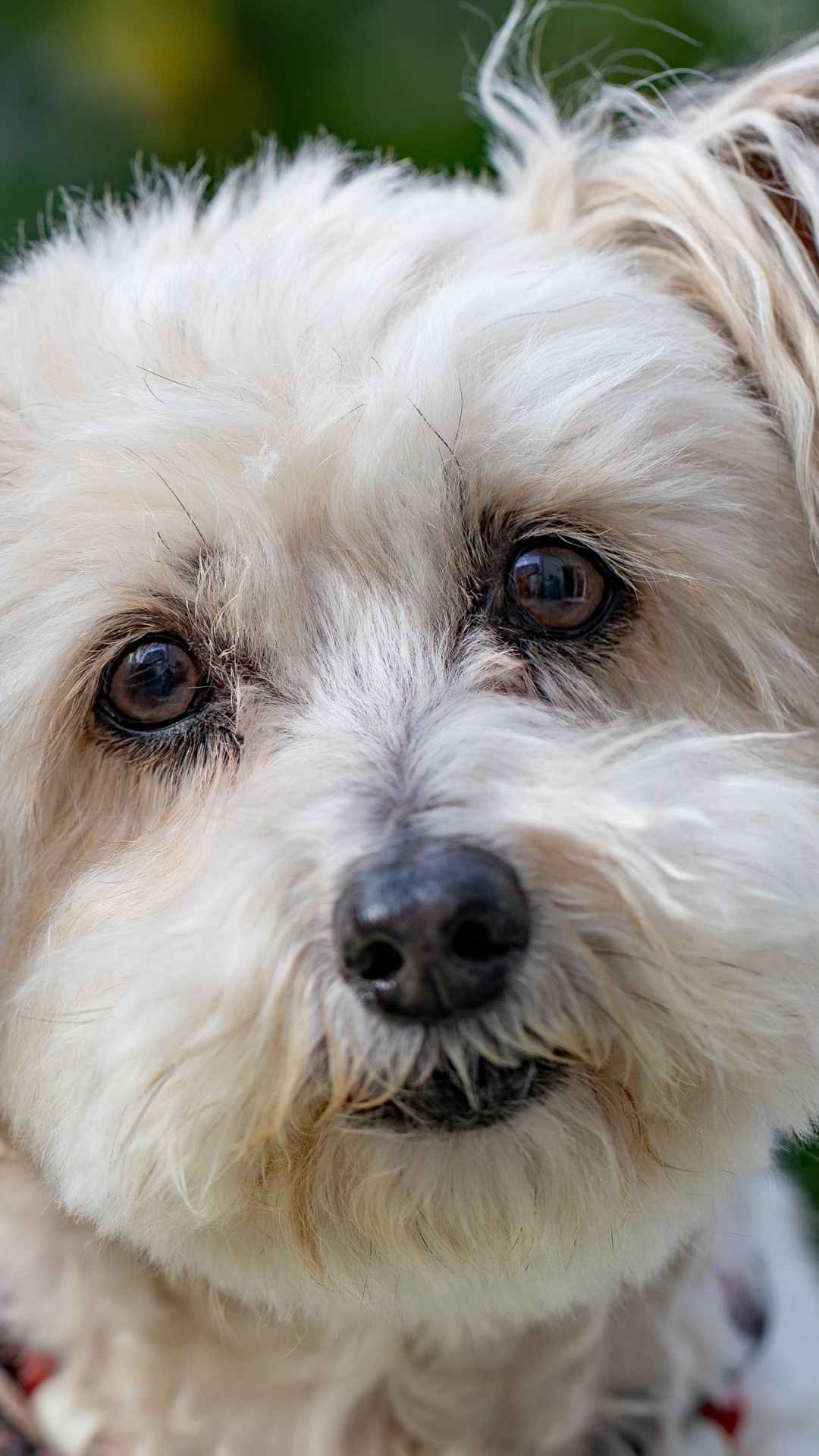 Perro, Havanese Perro, Husky Siberiano, Canidae, Cachorro. Wallpaper in 1080x1920 Resolution