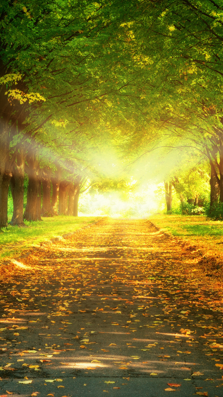 Sunlight, Natural Landscape, Nature, People in Nature, Tree. Wallpaper in 750x1334 Resolution