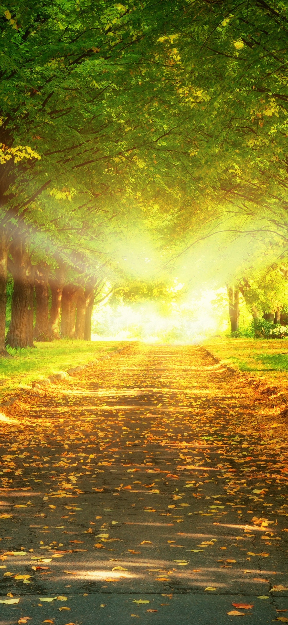 la Luz Del Sol, Paisaje Natural, Naturaleza, La Gente en la Naturaleza, Verde. Wallpaper in 1125x2436 Resolution