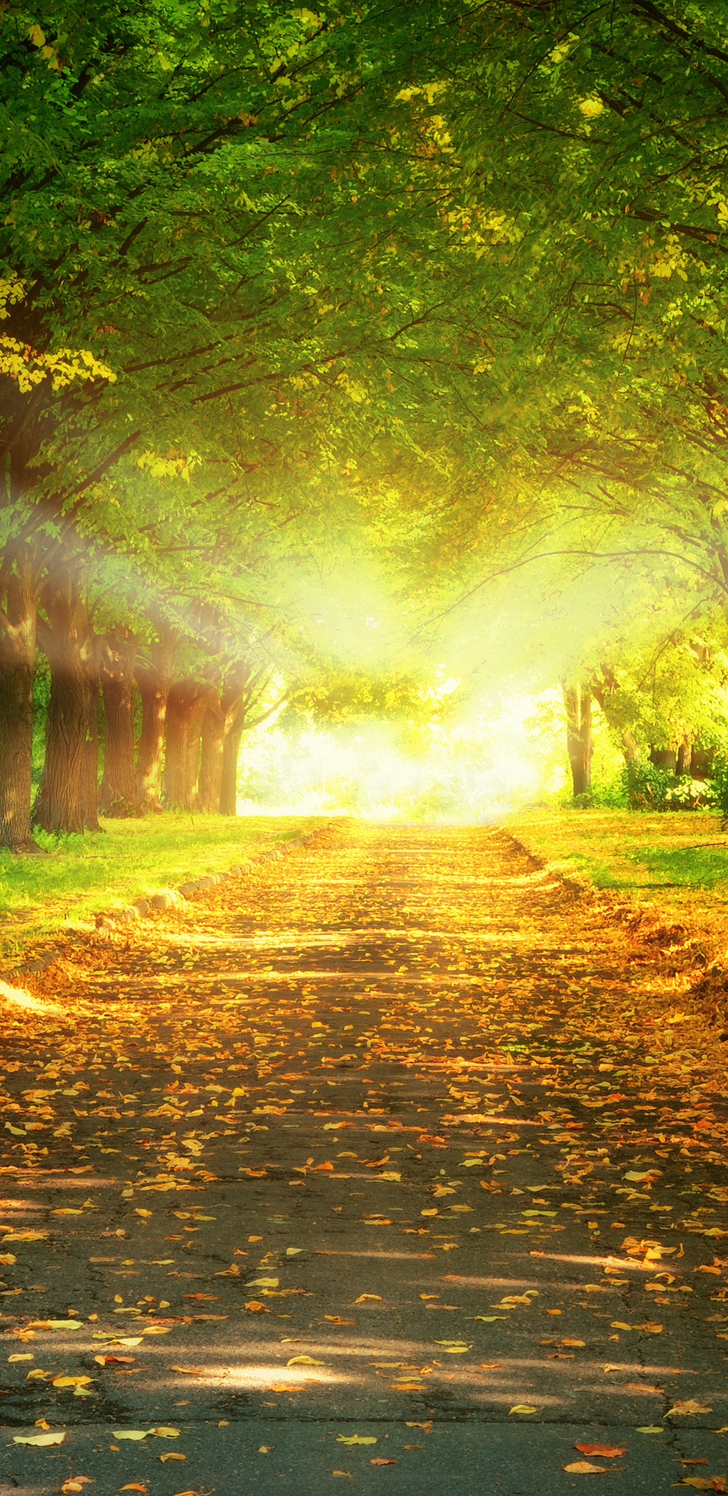 la Luz Del Sol, Paisaje Natural, Naturaleza, La Gente en la Naturaleza, Verde. Wallpaper in 1440x2960 Resolution