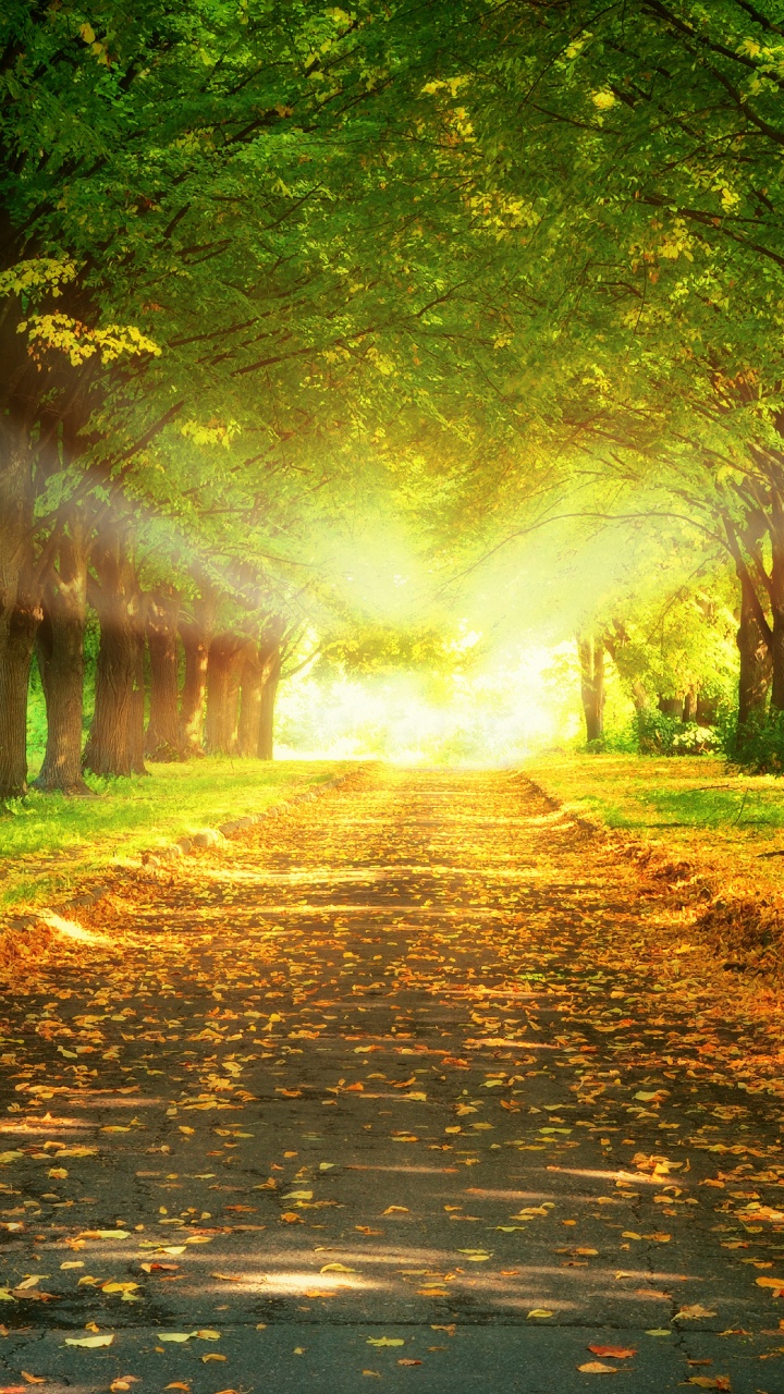 la Luz Del Sol, Paisaje Natural, Naturaleza, La Gente en la Naturaleza, Verde. Wallpaper in 720x1280 Resolution