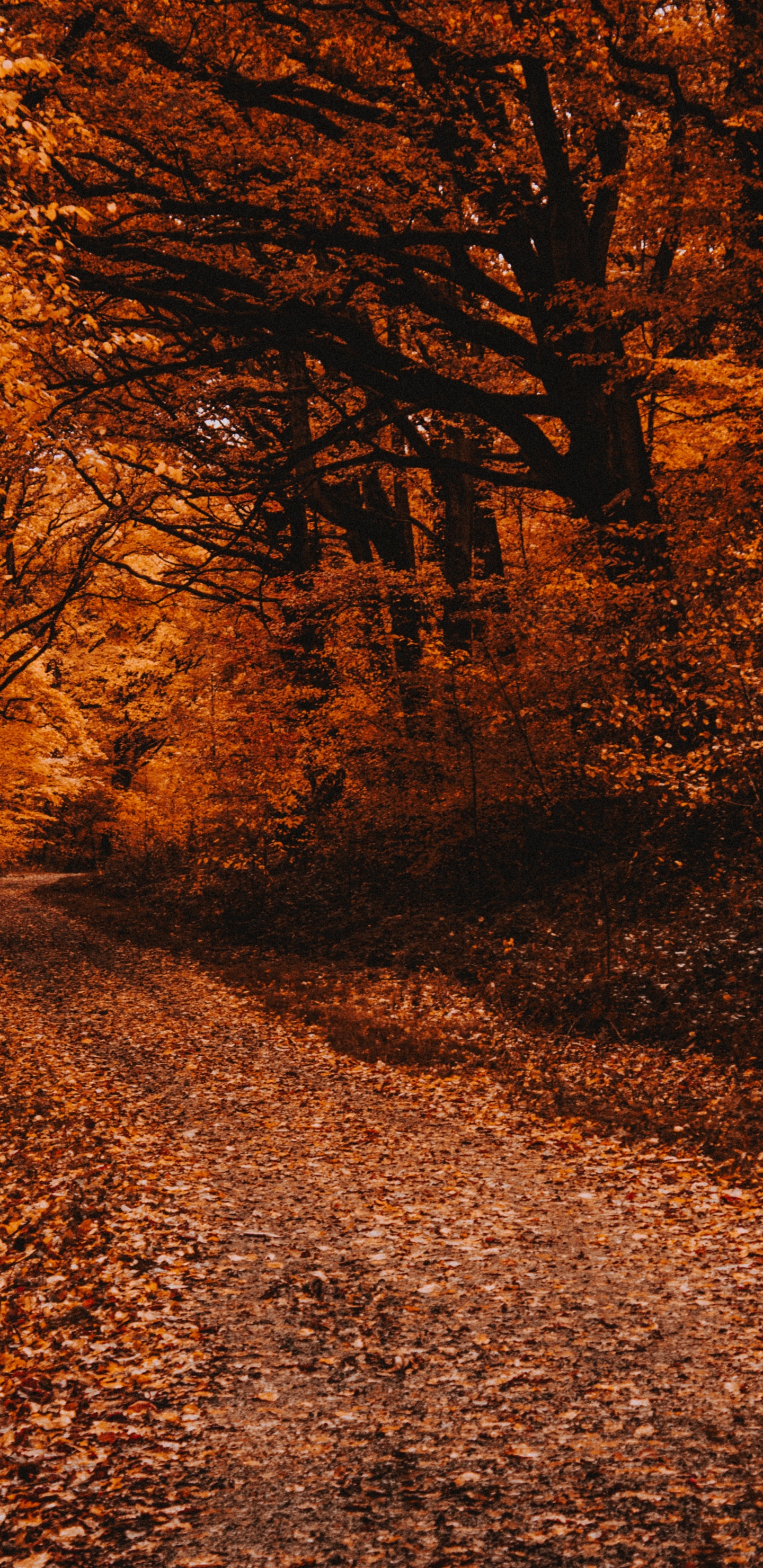 Herbst, Baum, Natur, Blatt, Naturlandschaft. Wallpaper in 1440x2960 Resolution