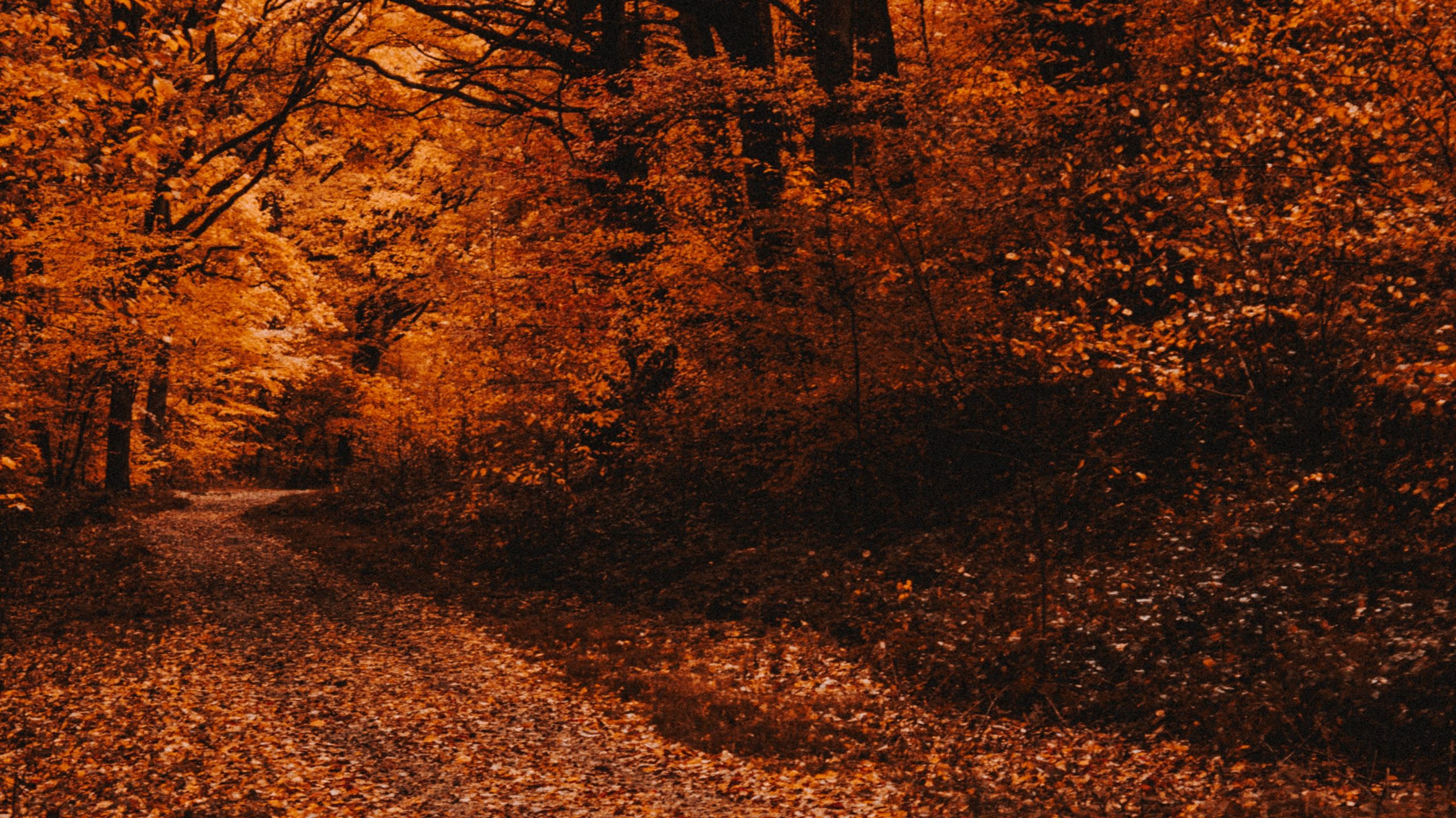 Herbst, Baum, Natur, Blatt, Naturlandschaft. Wallpaper in 2560x1440 Resolution