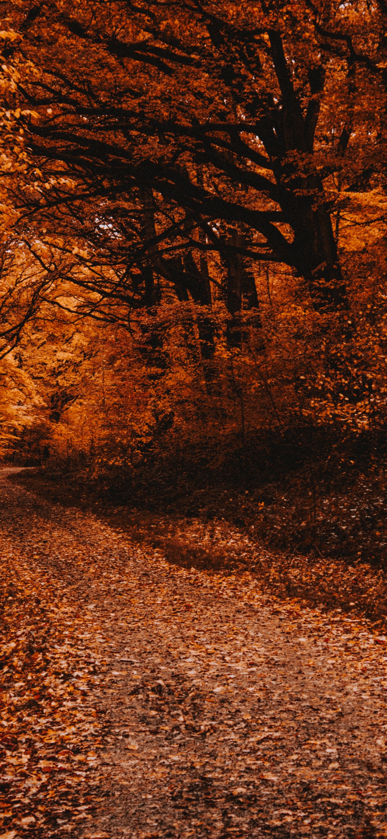 Nature, Feuille, Paysage Naturel, Brown, Feuilles Caduques. Wallpaper in 1242x2688 Resolution